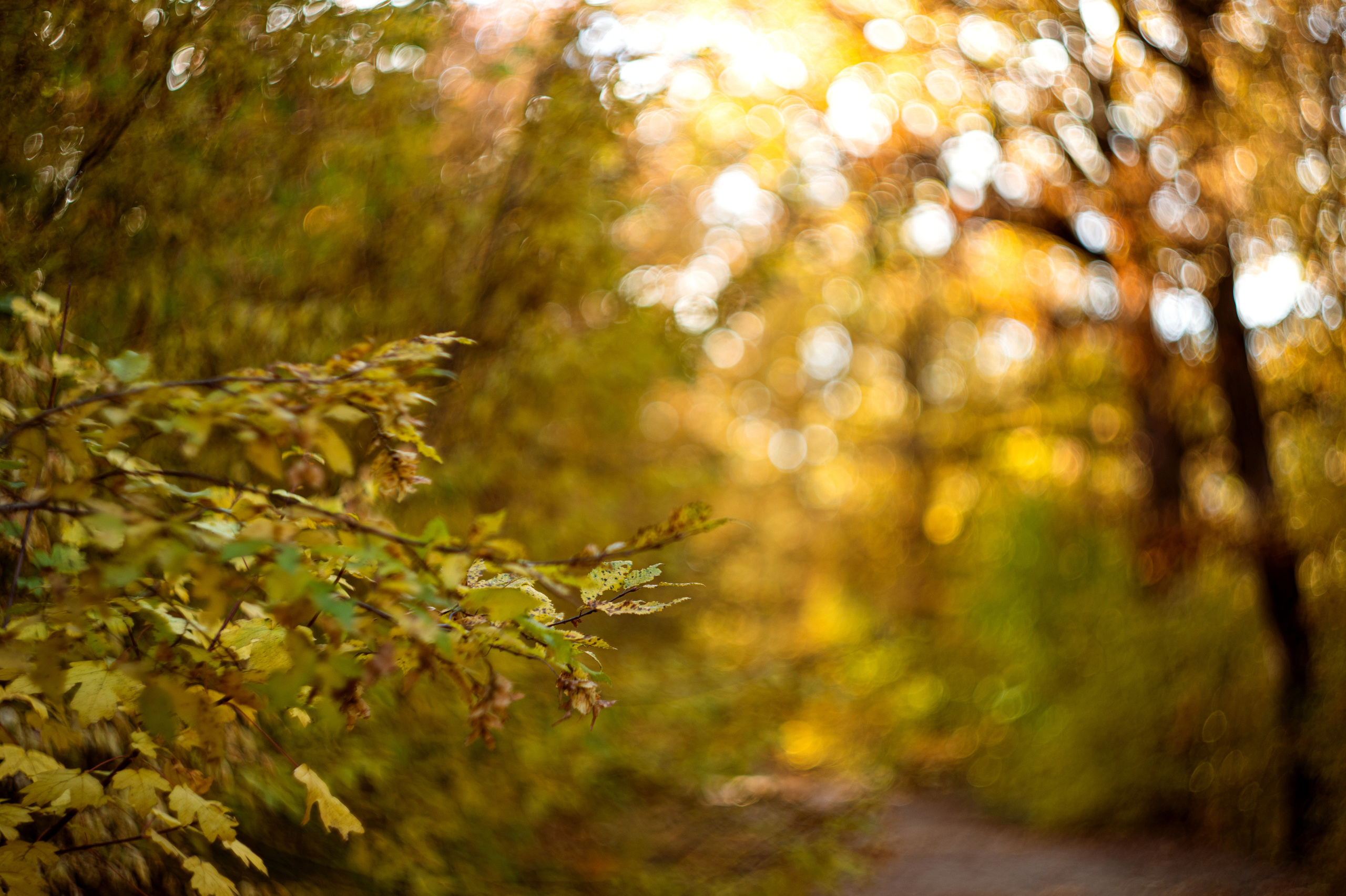 осенний пейзаж, осень, крымская осень, фотограф севастополь, фотограф в Севастополе, осенняя фотосессия