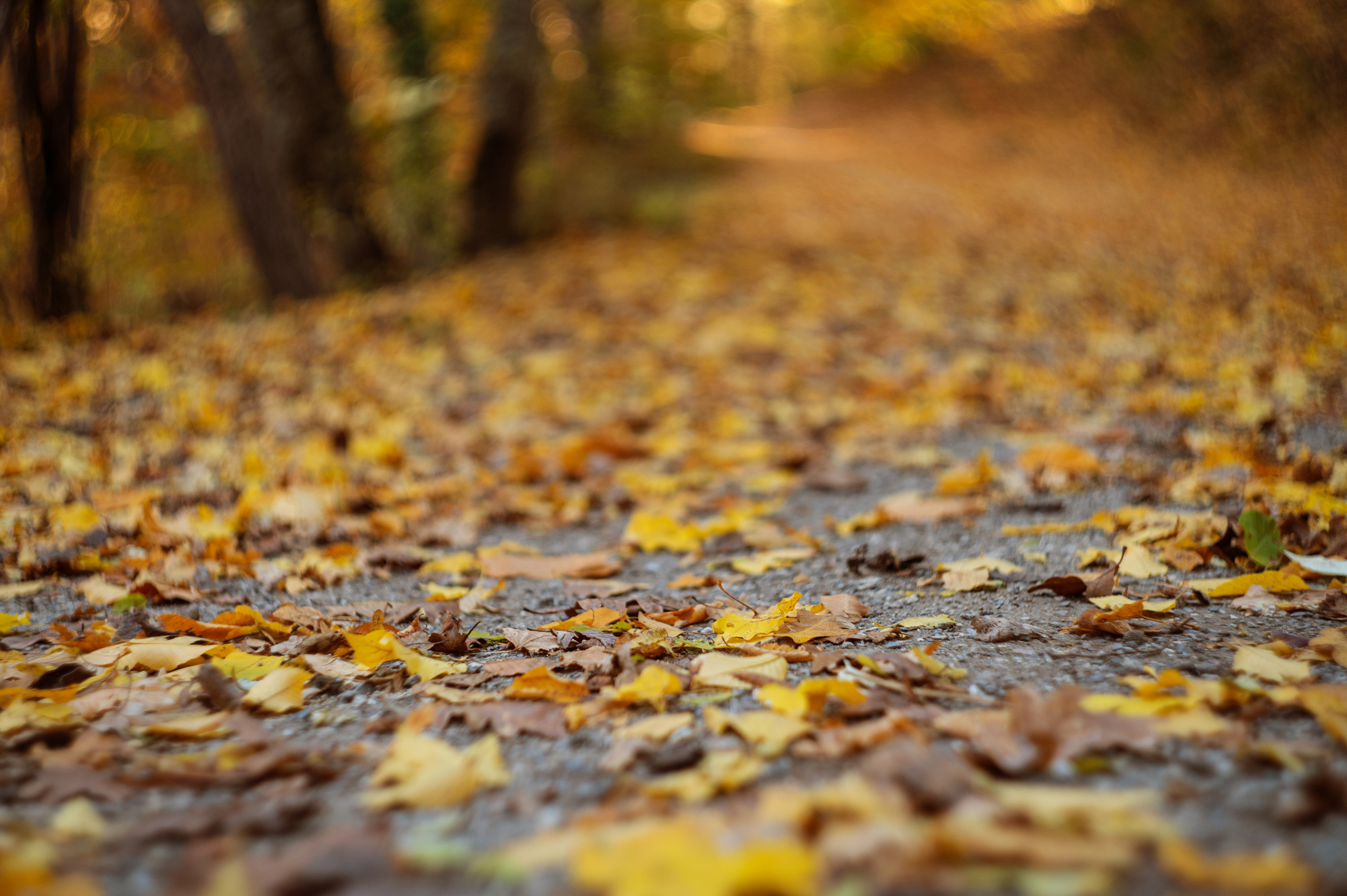 осенний пейзаж, осень, крымская осень, фотограф севастополь, фотограф в Севастополе, осенняя фотосессия