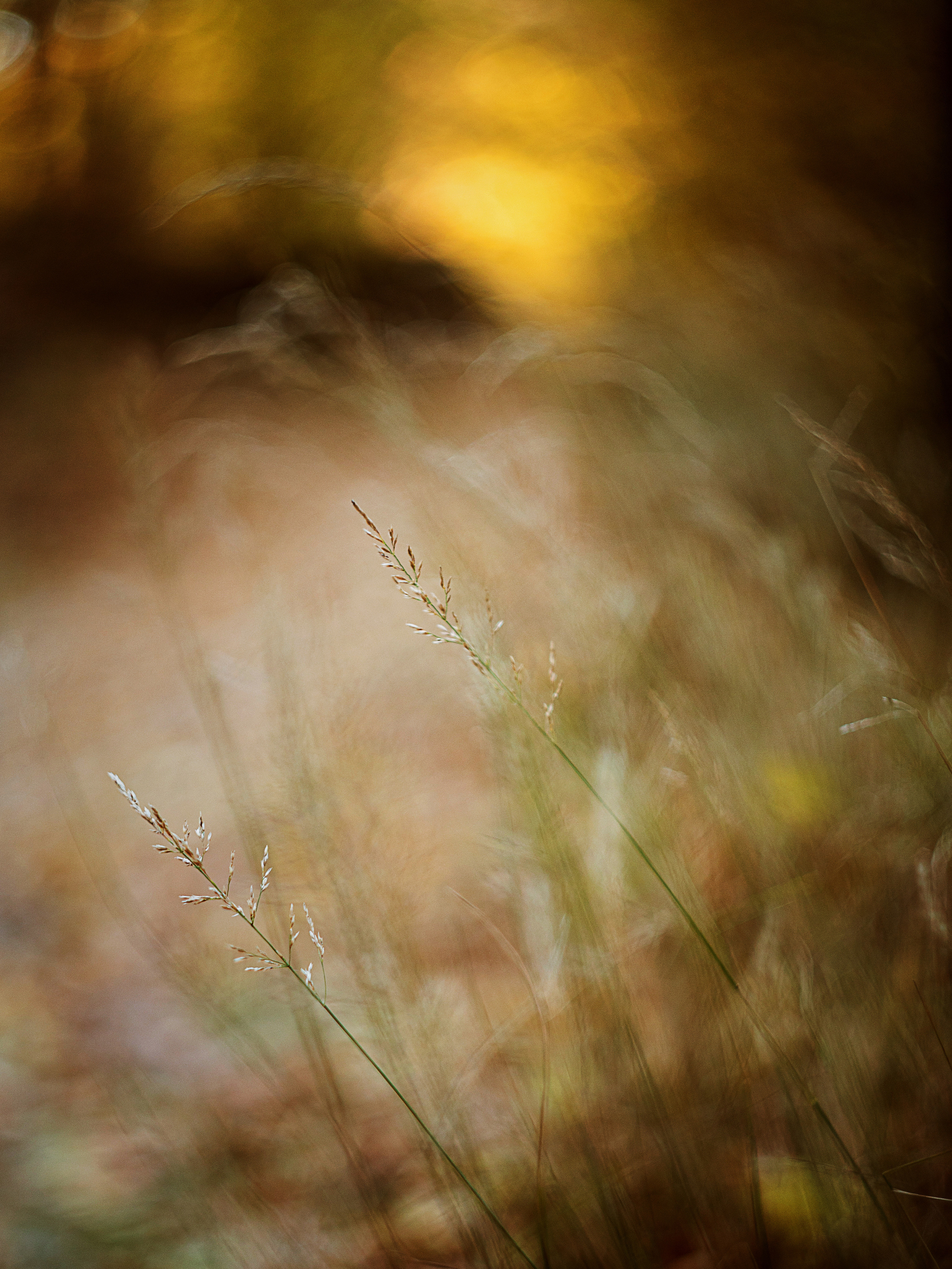 осенний пейзаж, осень, крымская осень, фотограф севастополь, фотограф в Севастополе, осенняя фотосессия