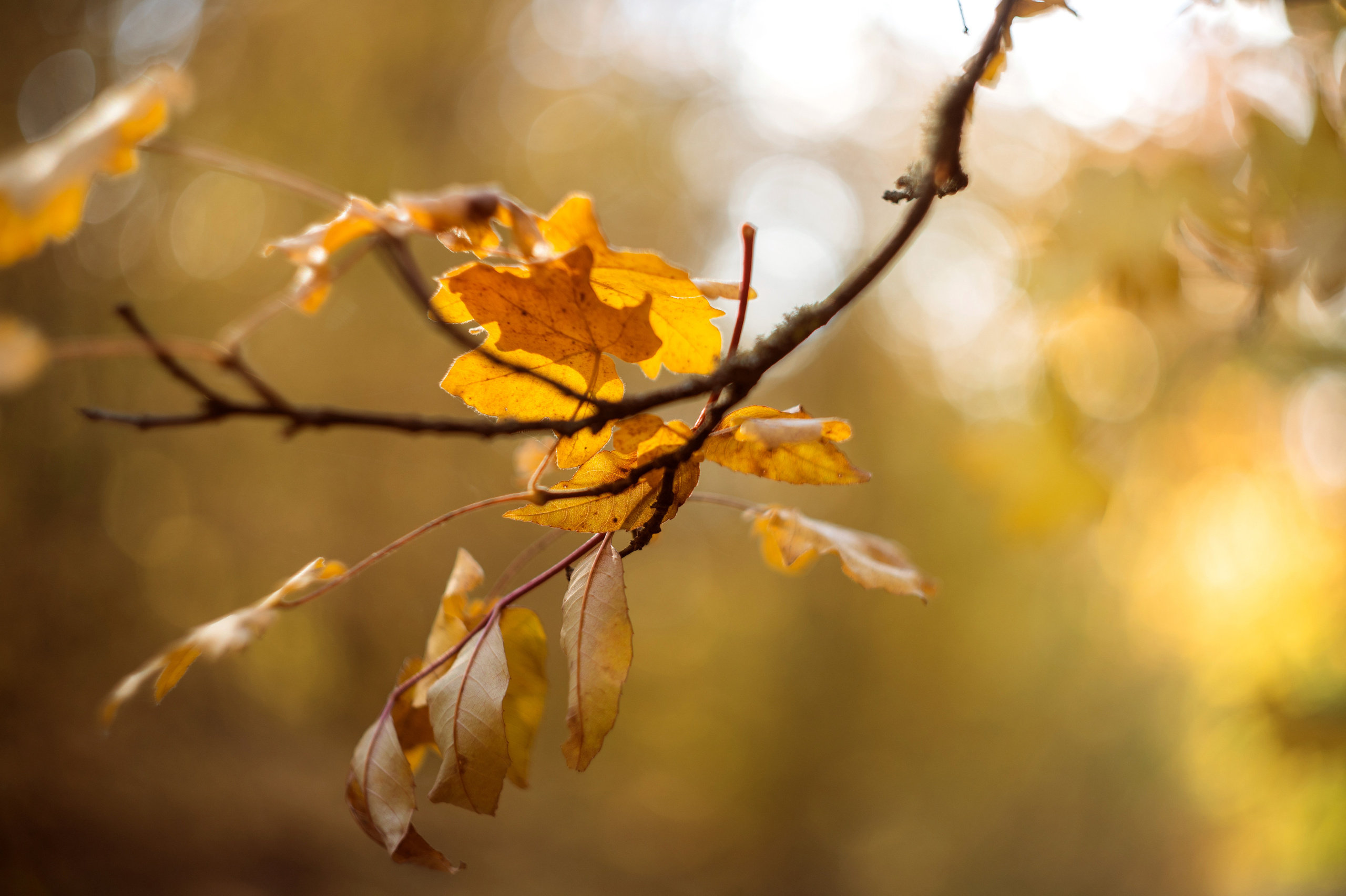 осенний пейзаж, осень, крымская осень, фотограф севастополь, фотограф в Севастополе, осенняя фотосессия