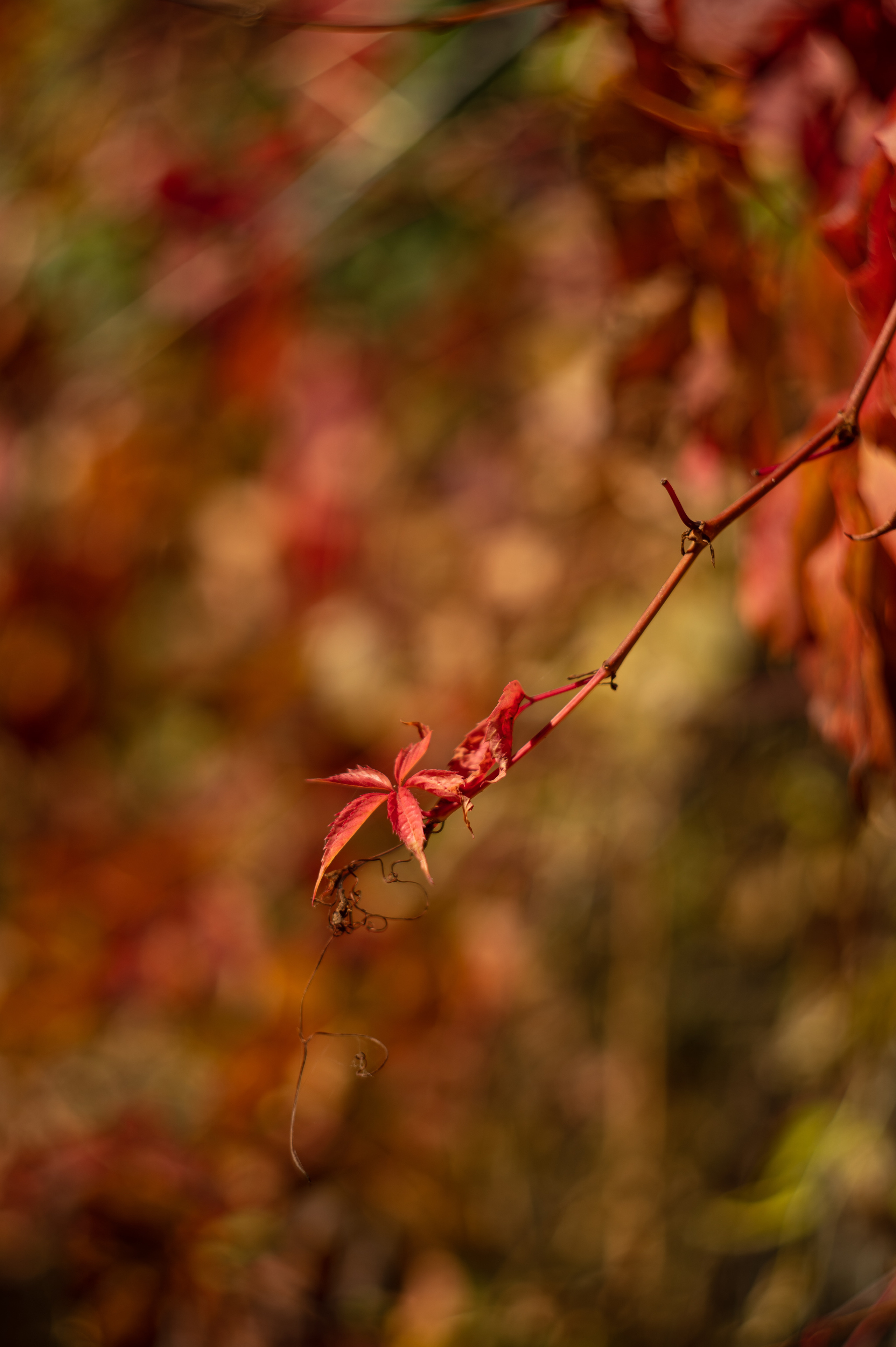 осенний пейзаж, осень, крымская осень, фотограф севастополь, фотограф в Севастополе, осенняя фотосессия