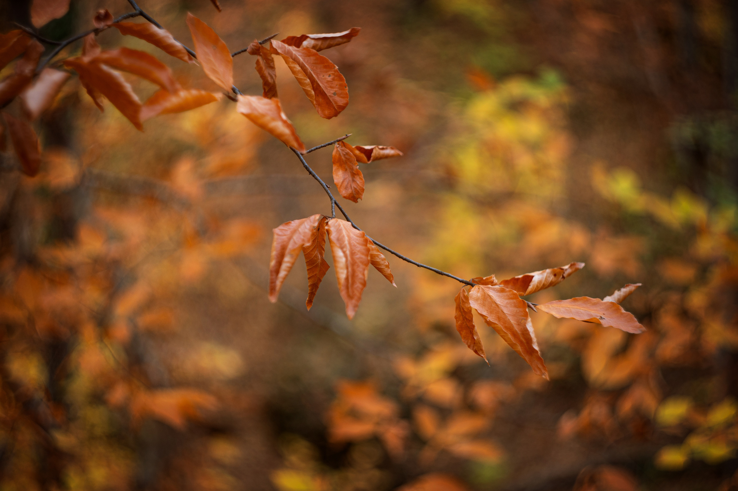 осенний пейзаж, осень, крымская осень, фотограф севастополь, фотограф в Севастополе, осенняя фотосессия