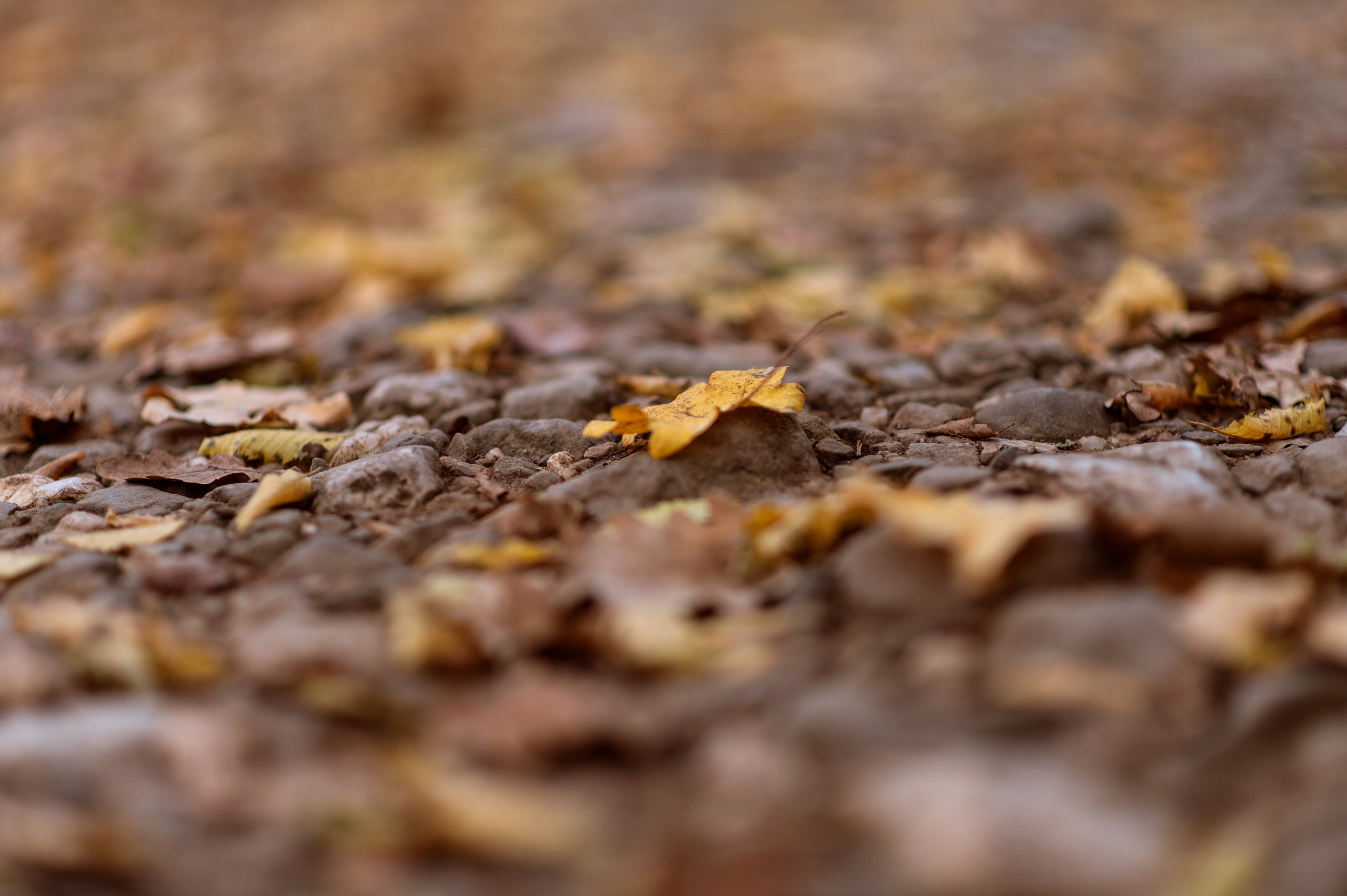 осенний пейзаж, осень, крымская осень, фотограф севастополь, фотограф в Севастополе, осенняя фотосессия