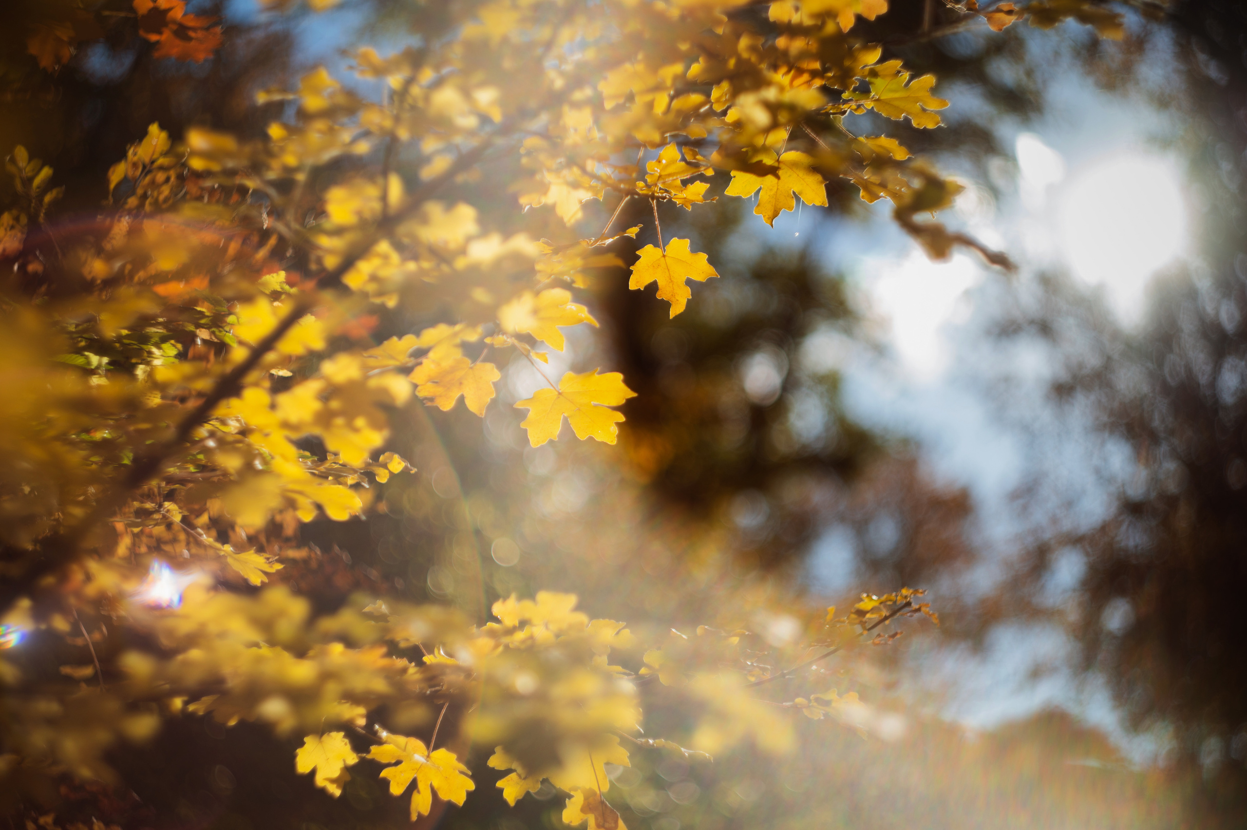 осенний пейзаж, осень, крымская осень, фотограф севастополь, фотограф в Севастополе, осенняя фотосессия