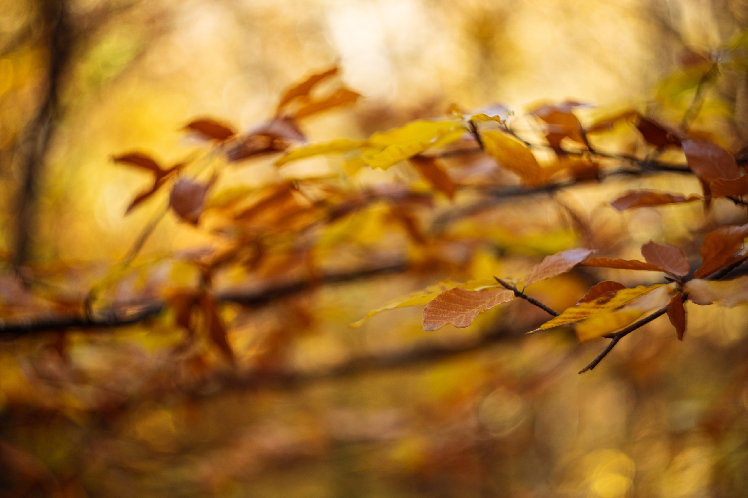 осенний пейзаж, осень, крымская осень, фотограф севастополь, фотограф в Севастополе, осенняя фотосессия