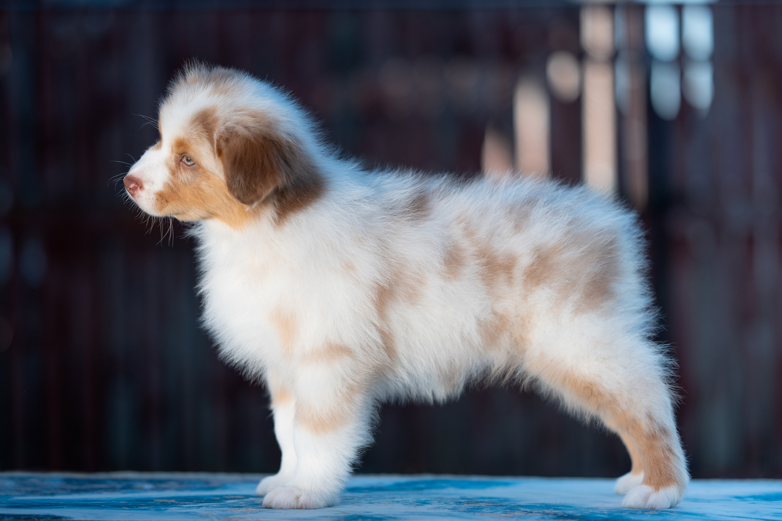 Заводчик Влада Эльман. Творческий фотограф Вологда