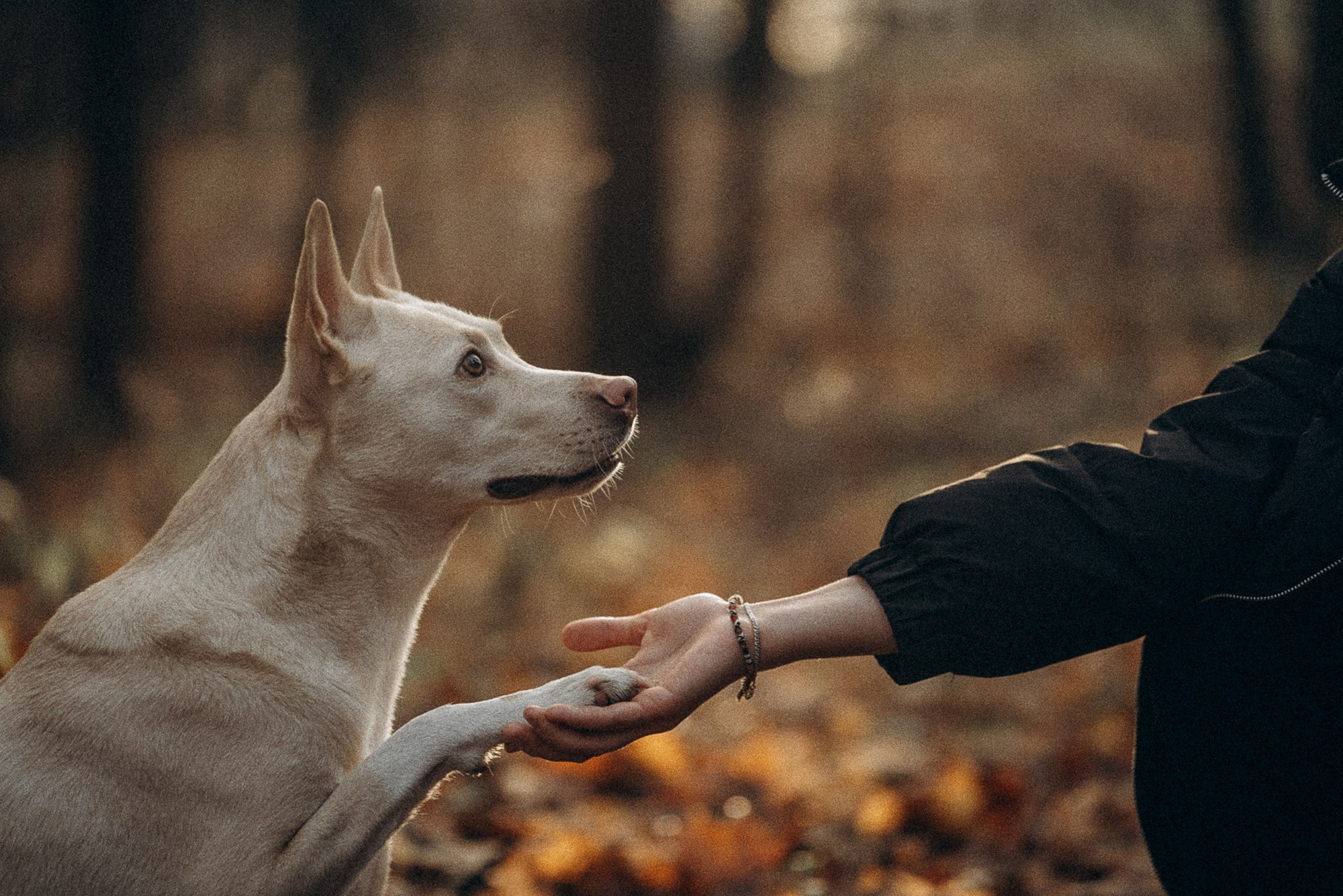 Туся. Фотограф анималист в Москве и Санкт-Петербурге Свиридова Анна