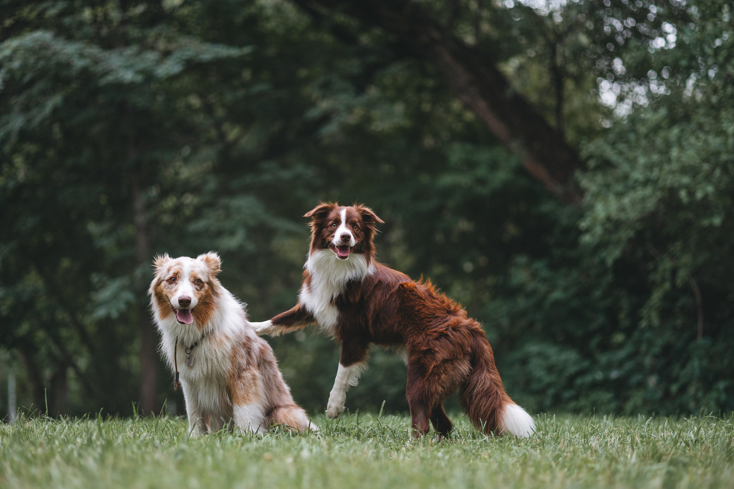 Бордер Колли. Фотограф Анималист в Москве Анастасия Жучкова