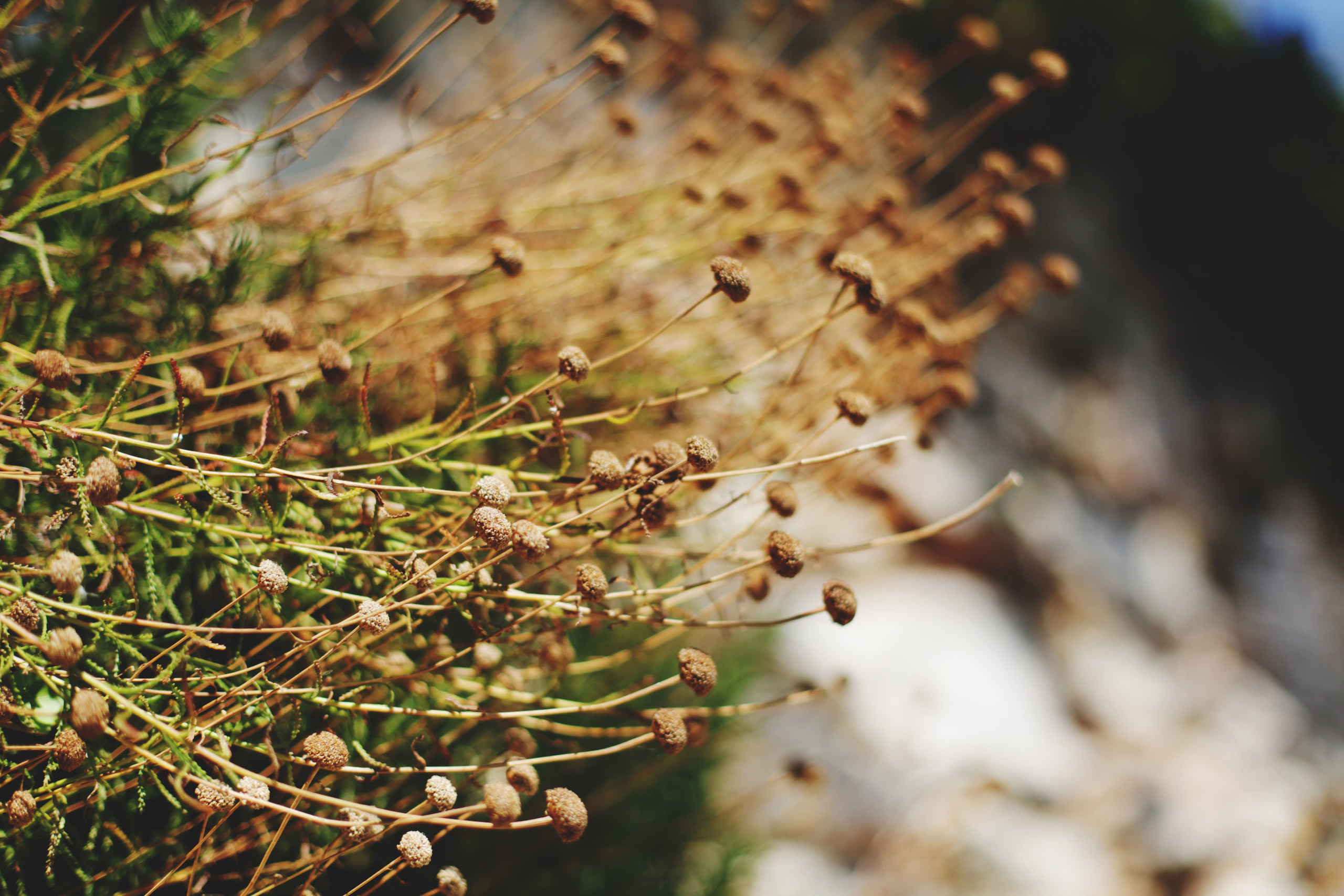 Болгария. Аня Степанова