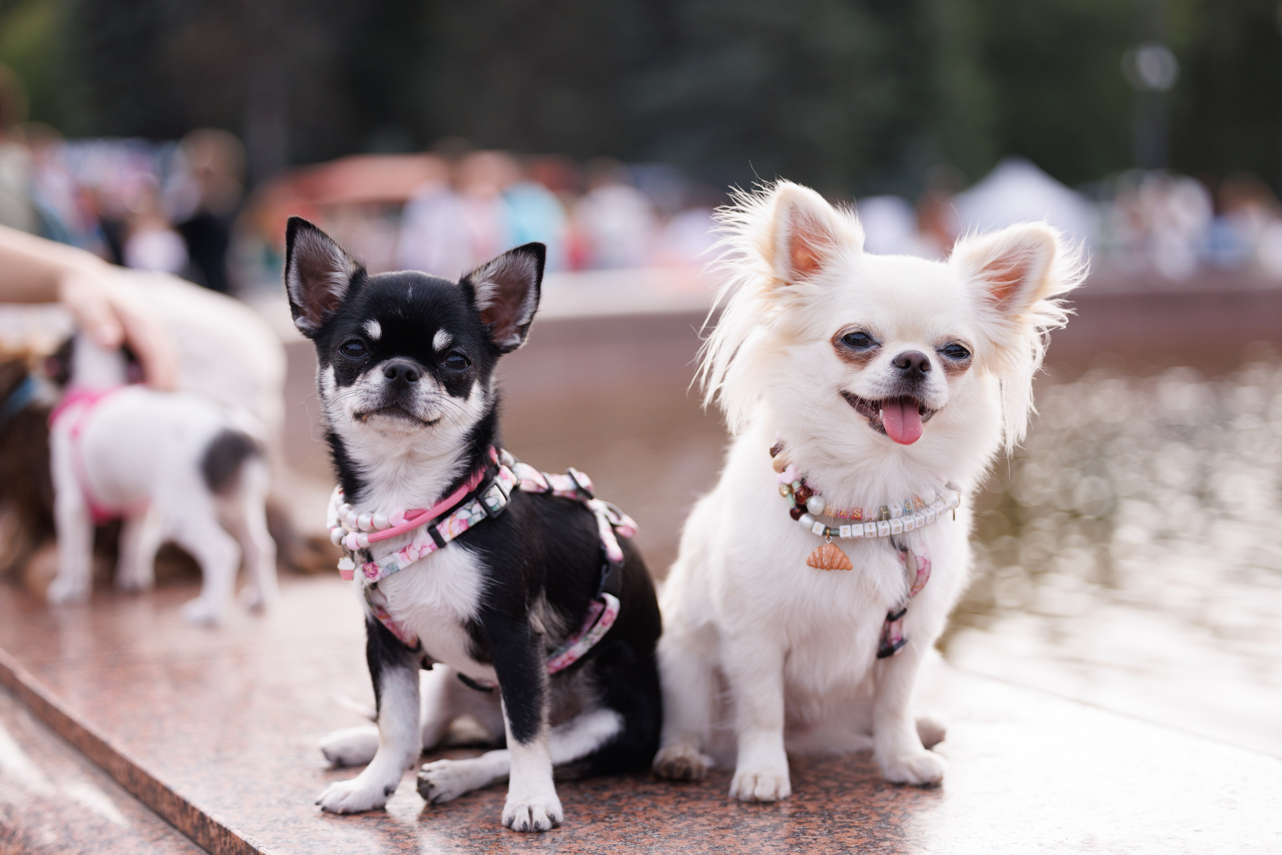 PetShopDays2026. Фотограф Александр Заломаев
