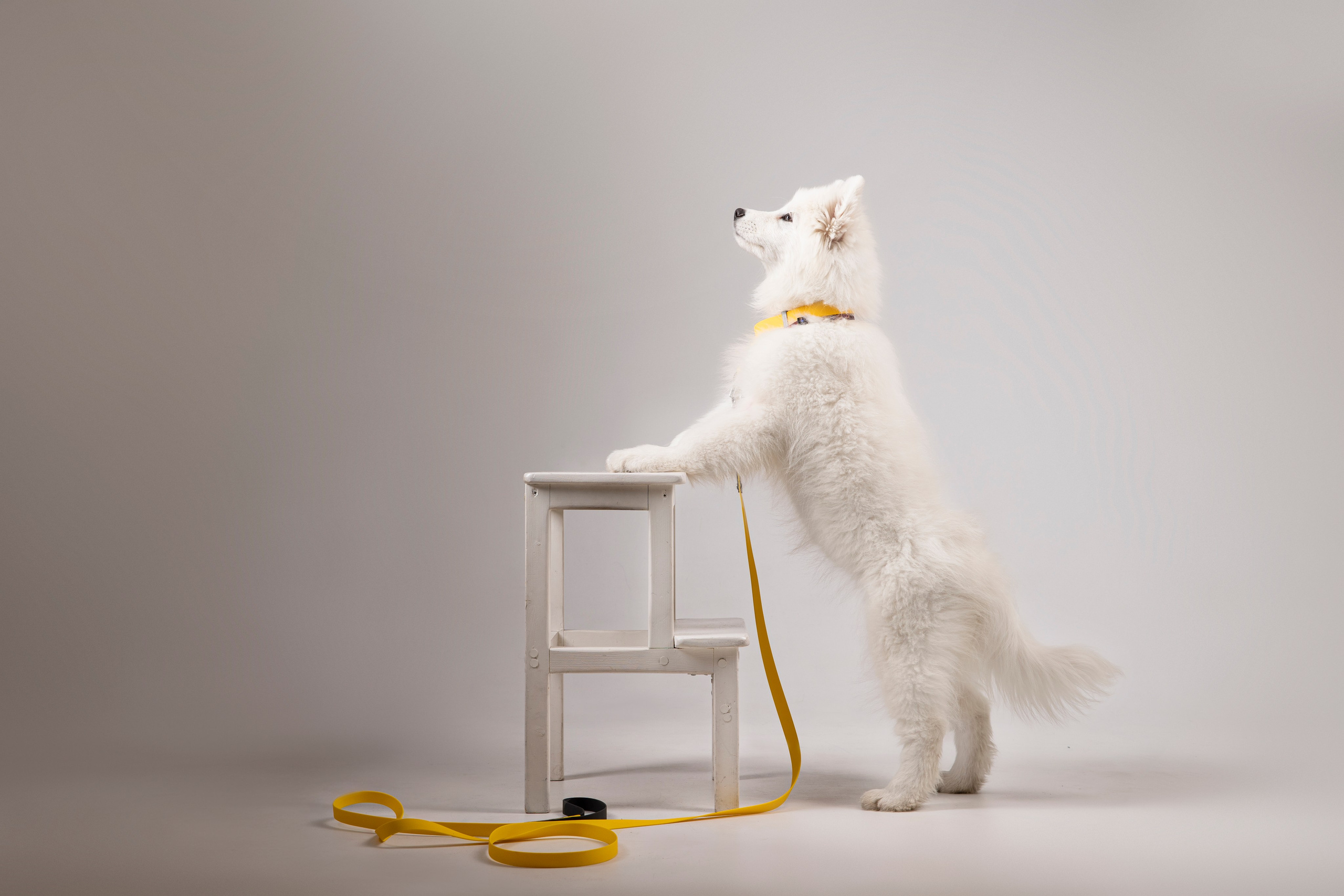 Кая и Даяна. Фотограф анималист в Москве Майорова Евгения