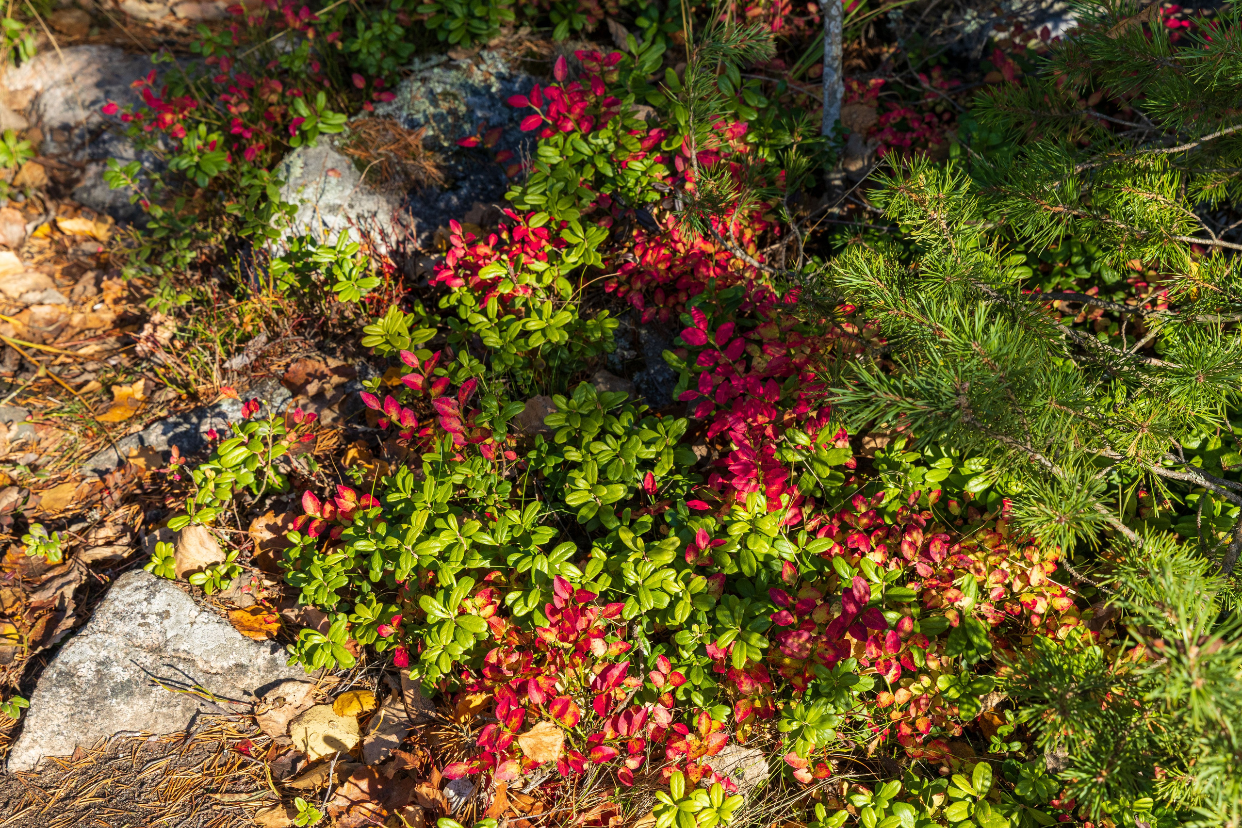 Природа Карелии октябрь 2025. Портретный и семейный фотограф Санкт-Петербург