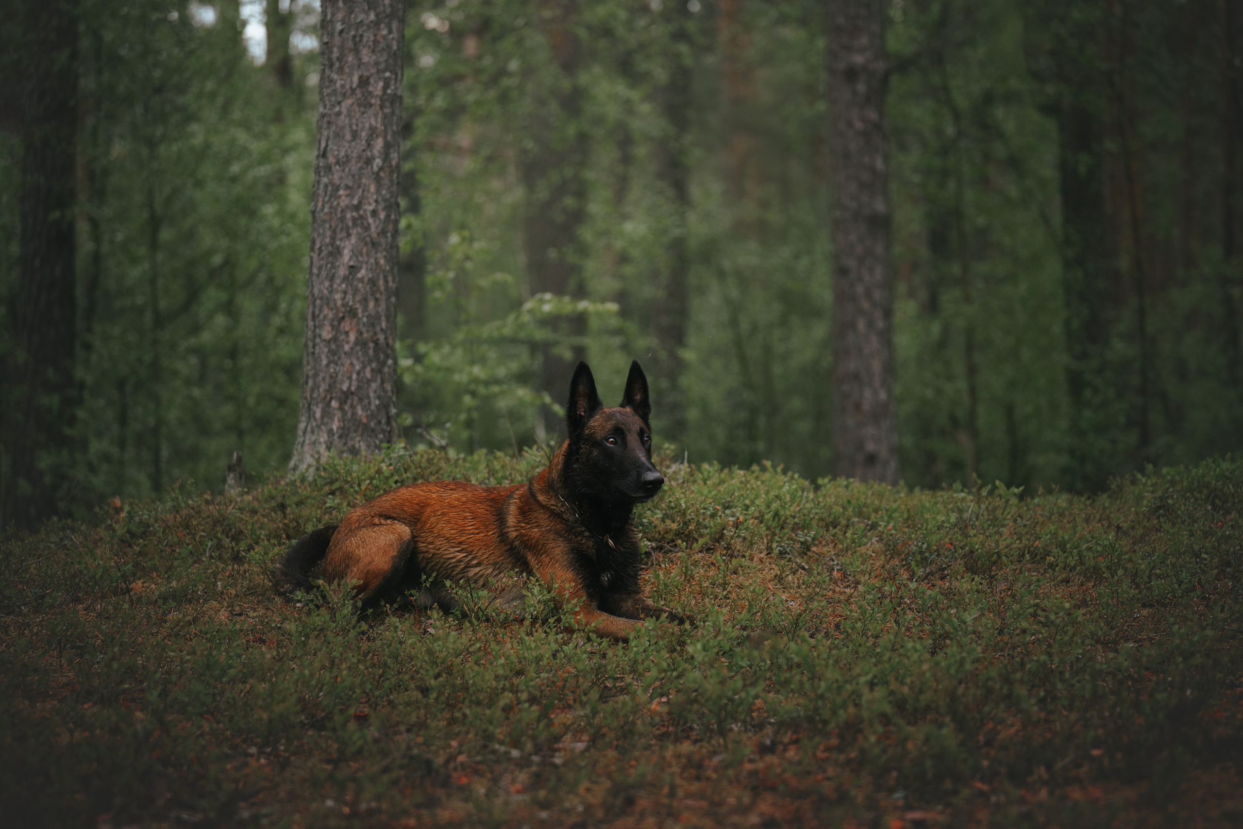 Раш. Фотограф анималист Осипчикова Мария