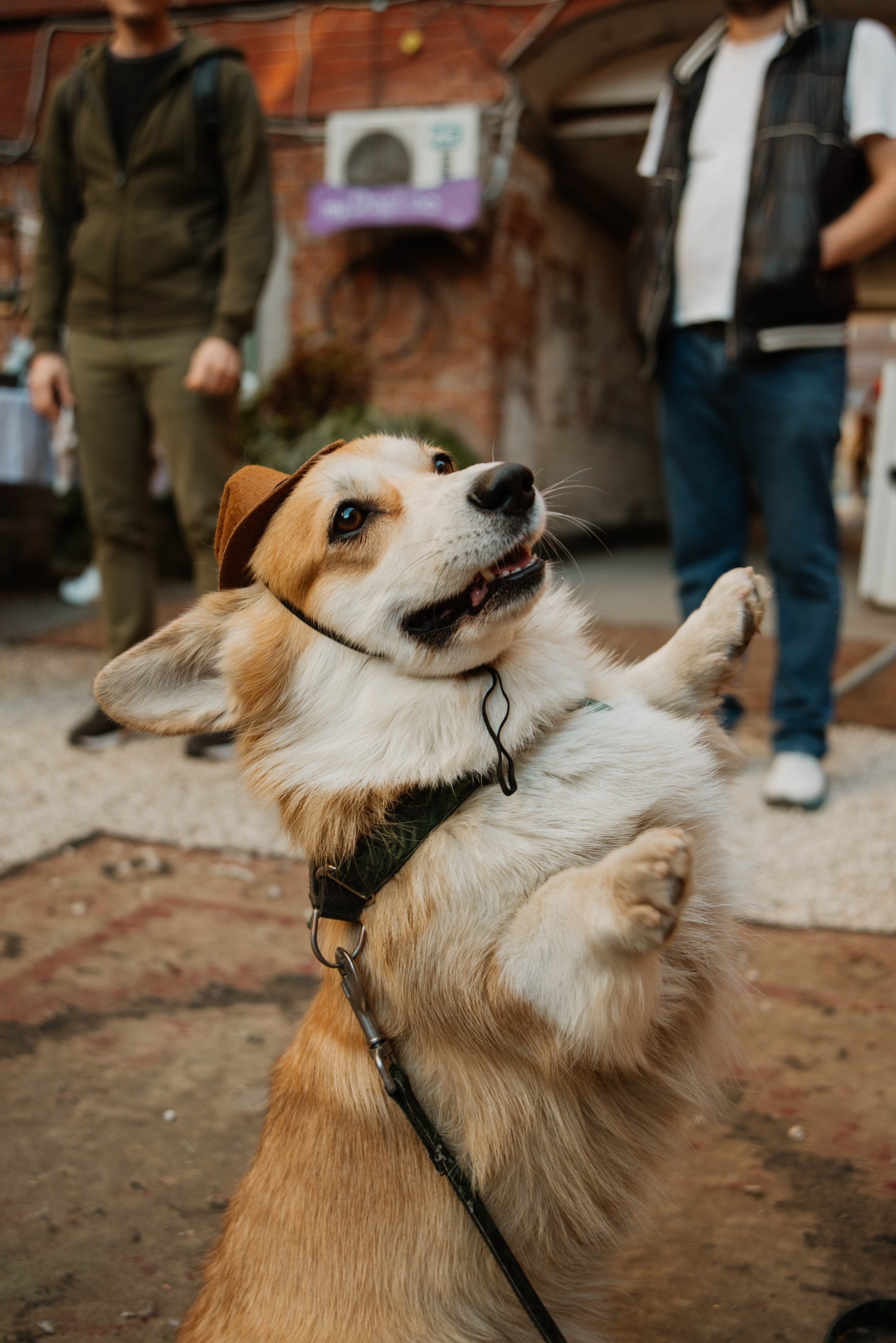 Дог-вечеринка на летнике «Кутёж». Ксения Glossa. Портретный и репортажный фотограф в Самаре