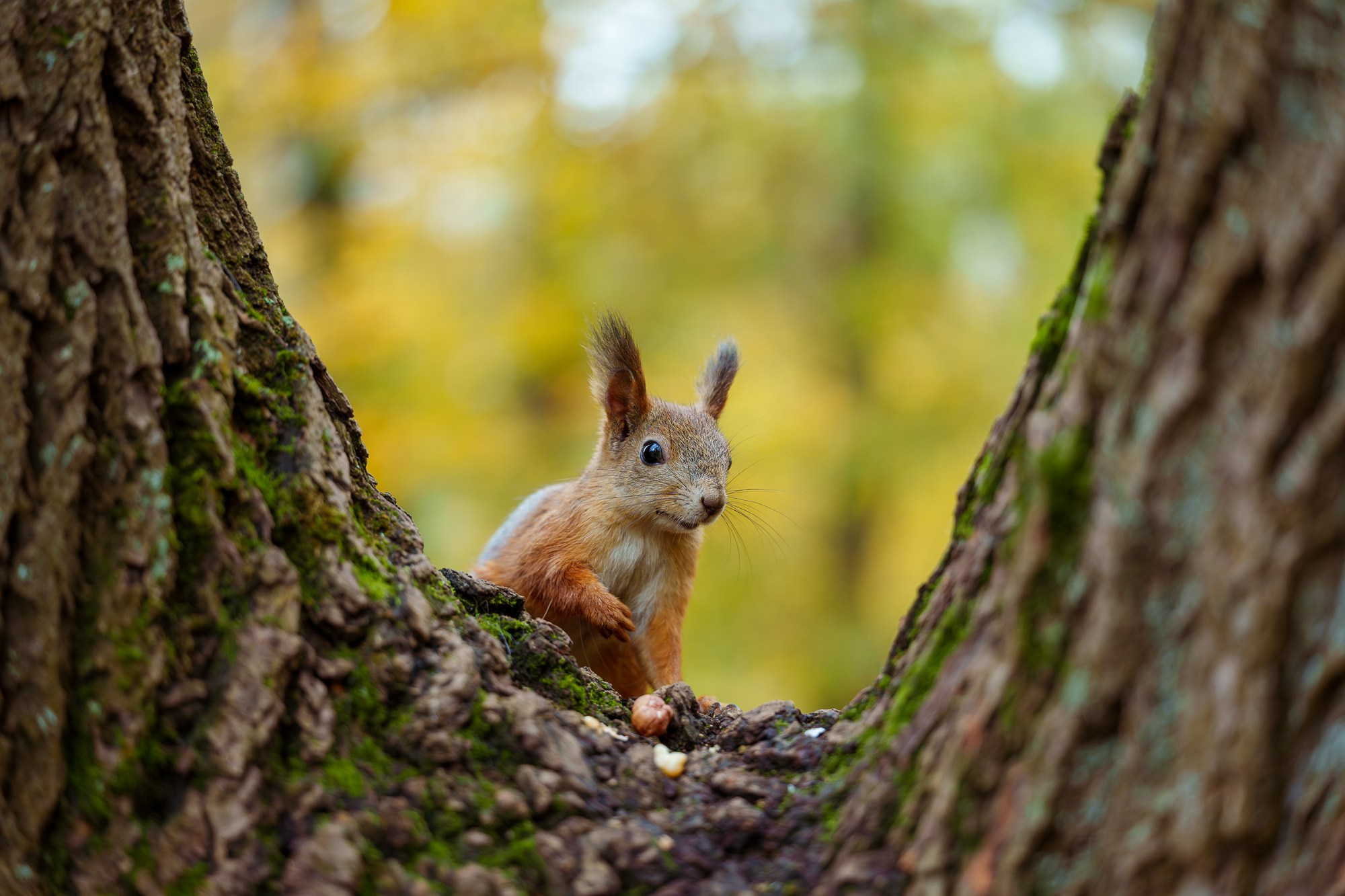 Животные. Ваш личный фотограф Марина Волкова