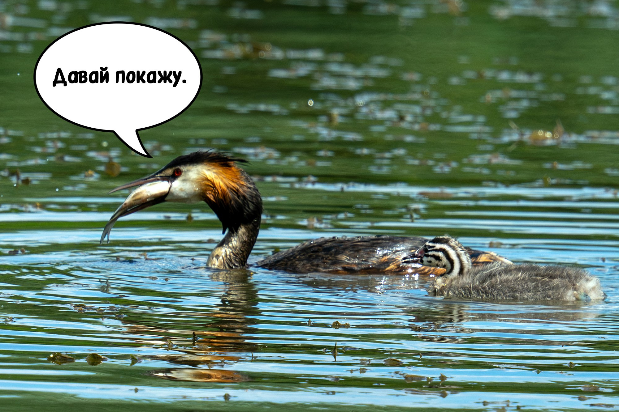 Удивительные мир птиц. Вокруг нас столько прекрасного — присмотритесь!. Ваш личный фотограф Марина Волкова