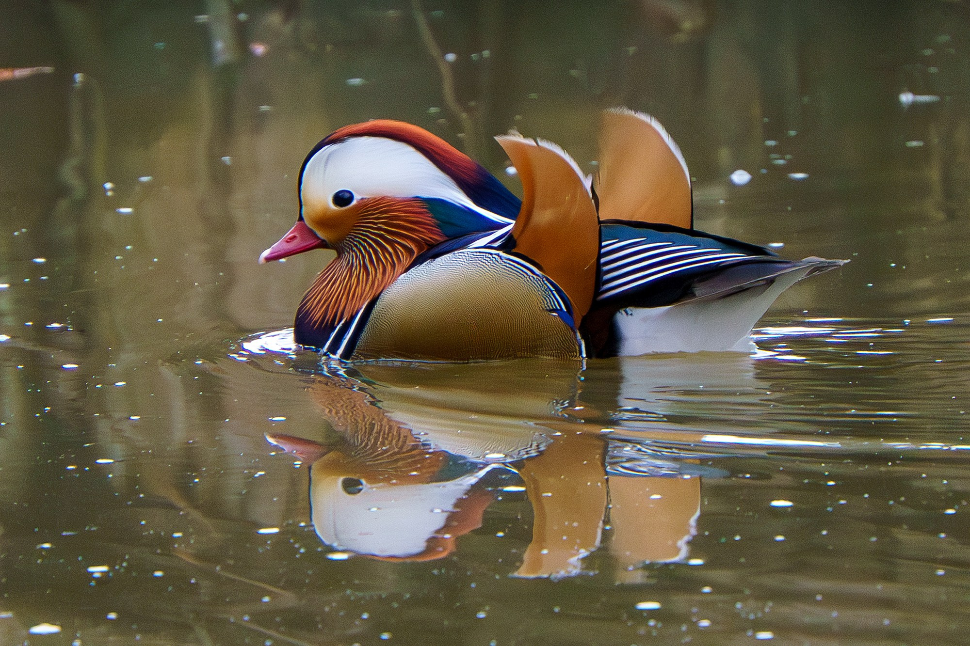 Удивительные мир птиц. Вокруг нас столько прекрасного — присмотритесь!. Ваш личный фотограф Марина Волкова