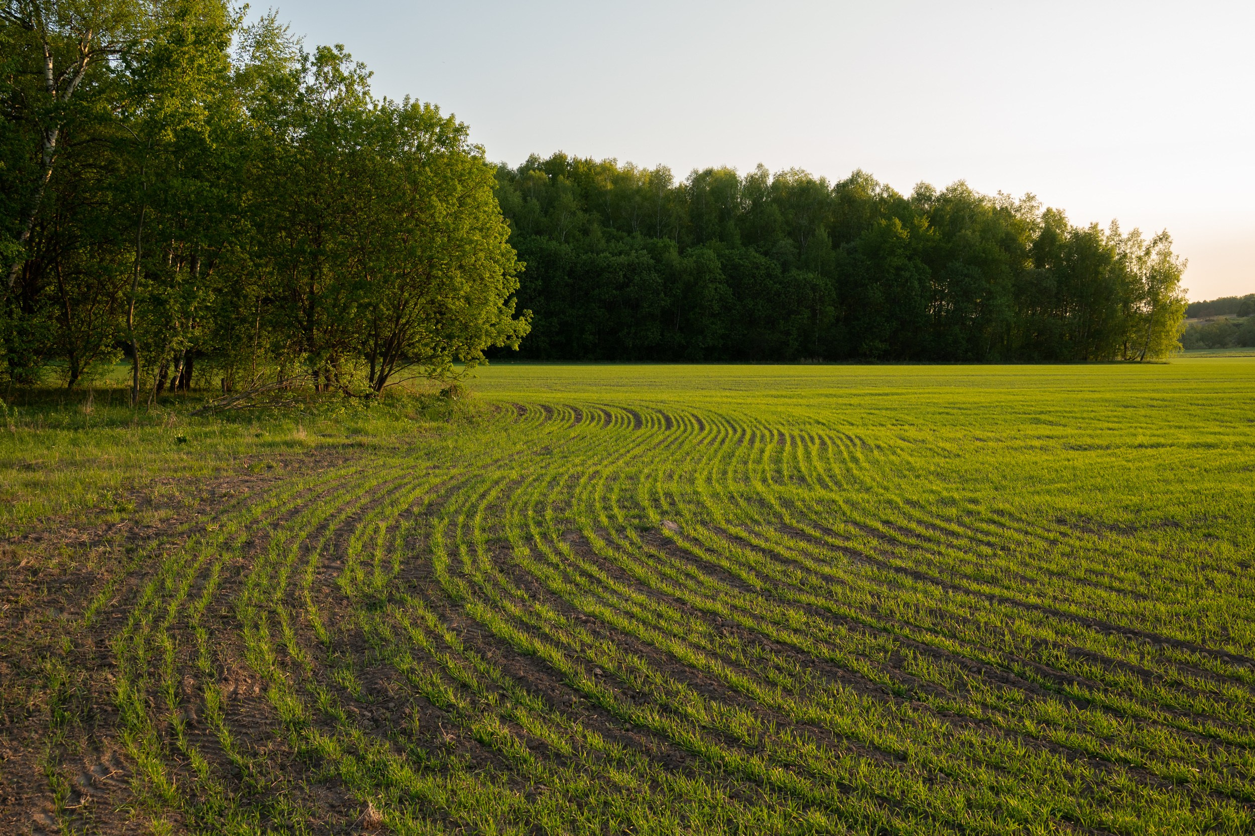 Яблоневые сады, Крапивна. Фотограф и видеооператор в Туле | Даниил Рыбак