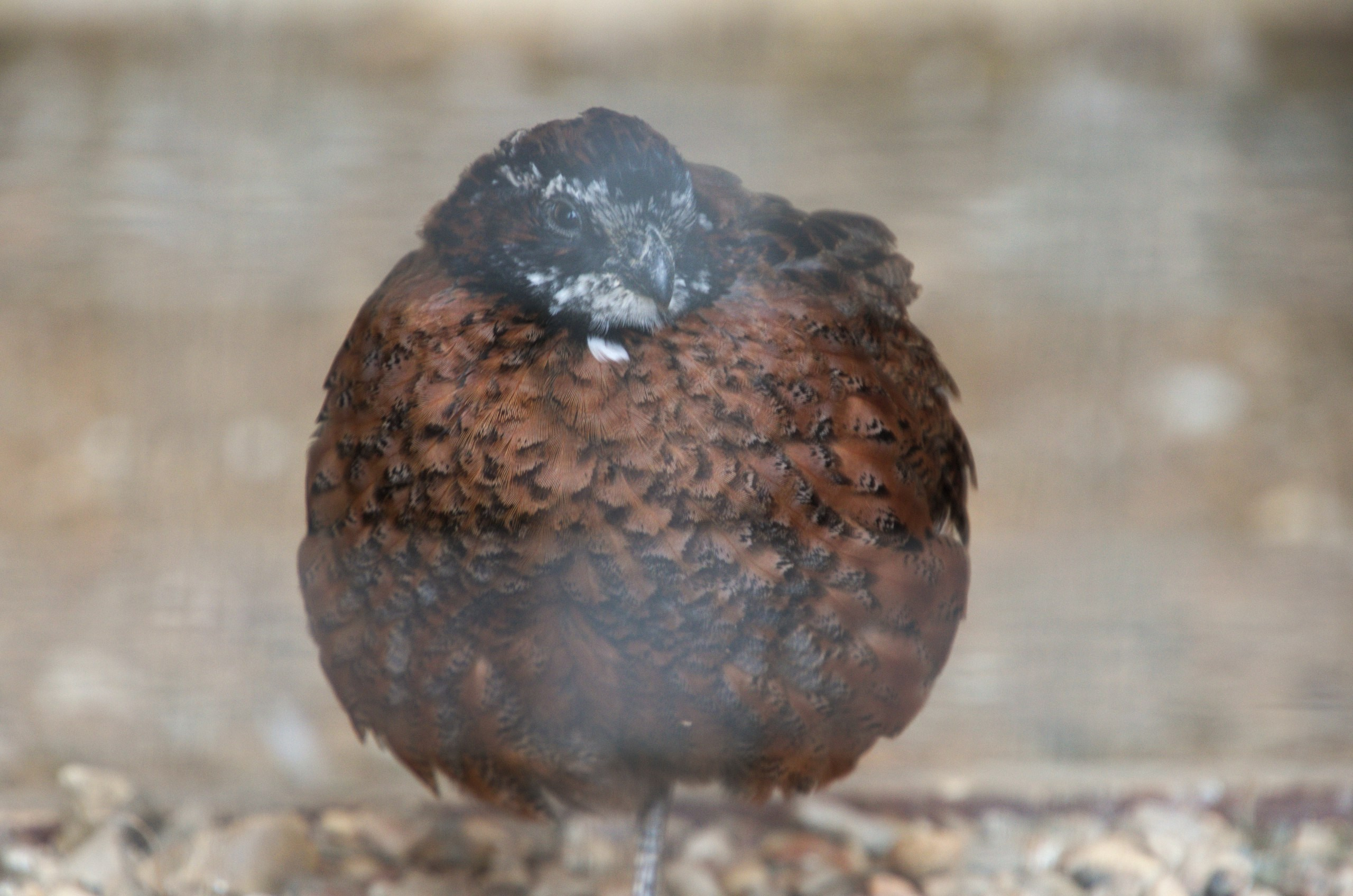 Боровск и парк птиц «Воробьи» | 17.09.2017. Галерея Фантим