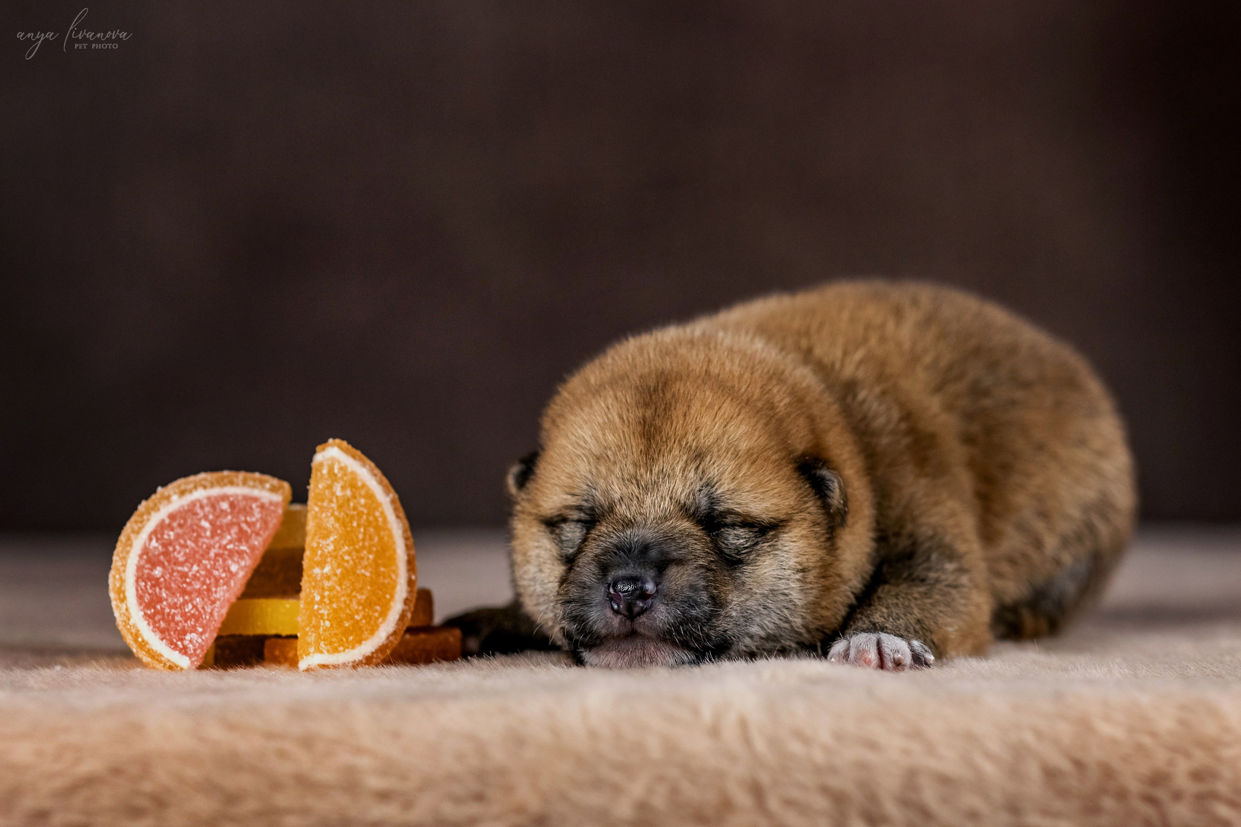 Сибы. Фотограф анималист Аня Ливанова | Рыбинск