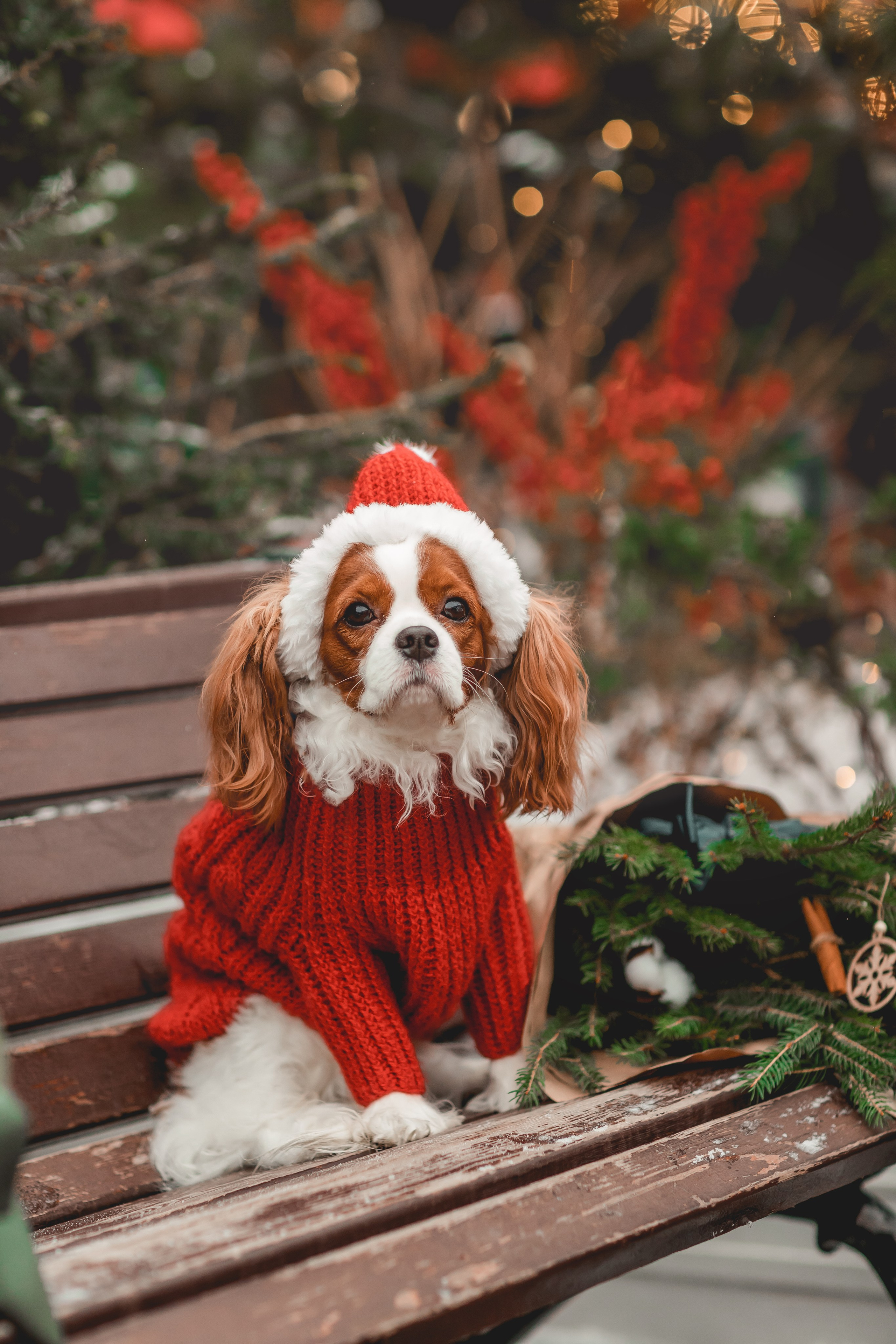 Татьяна и Хэппи. Семейный фотограф анималист Мария Крючкова