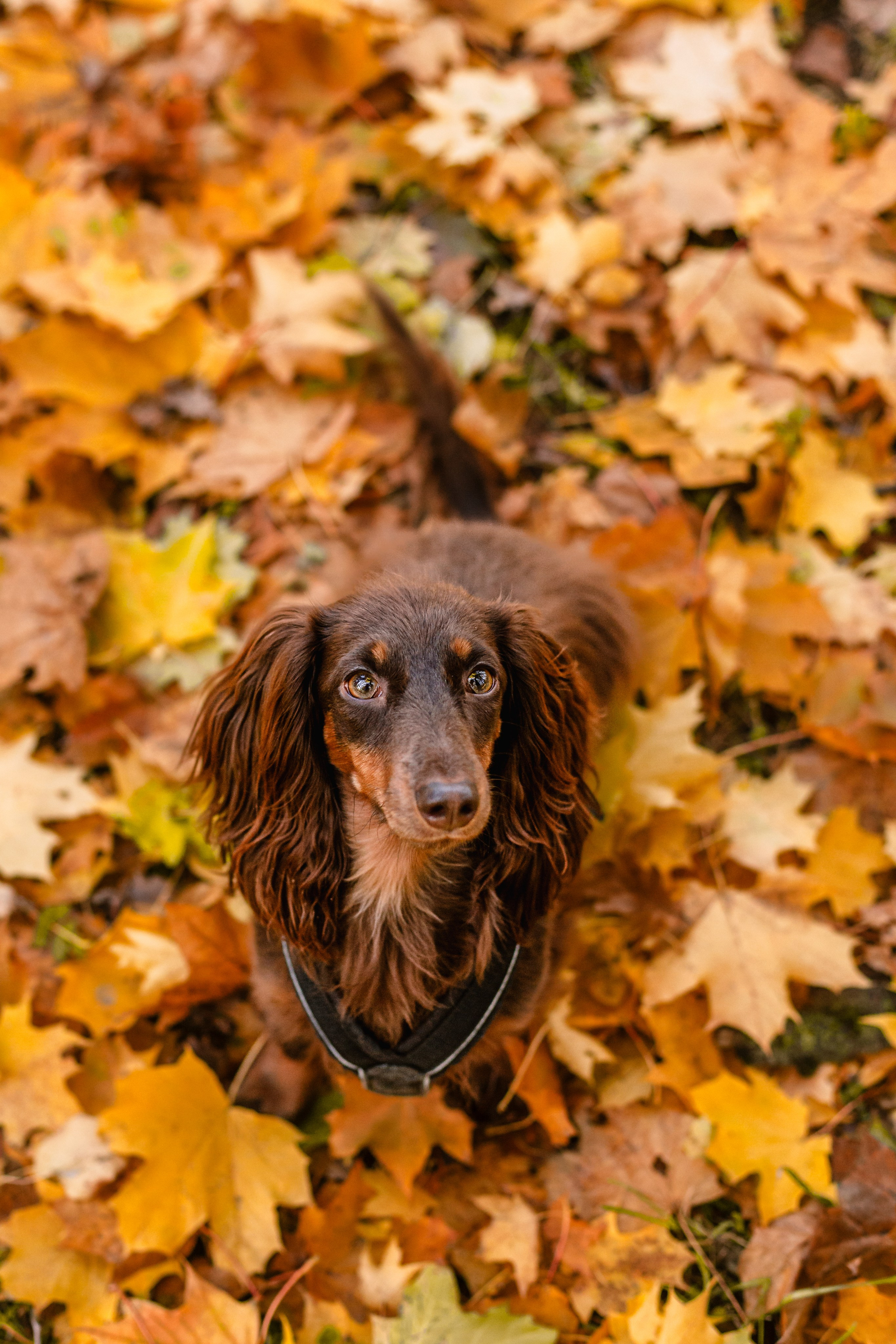 Света, Хайди, Богдана. Фотограф-анималист Татьяна Степанова