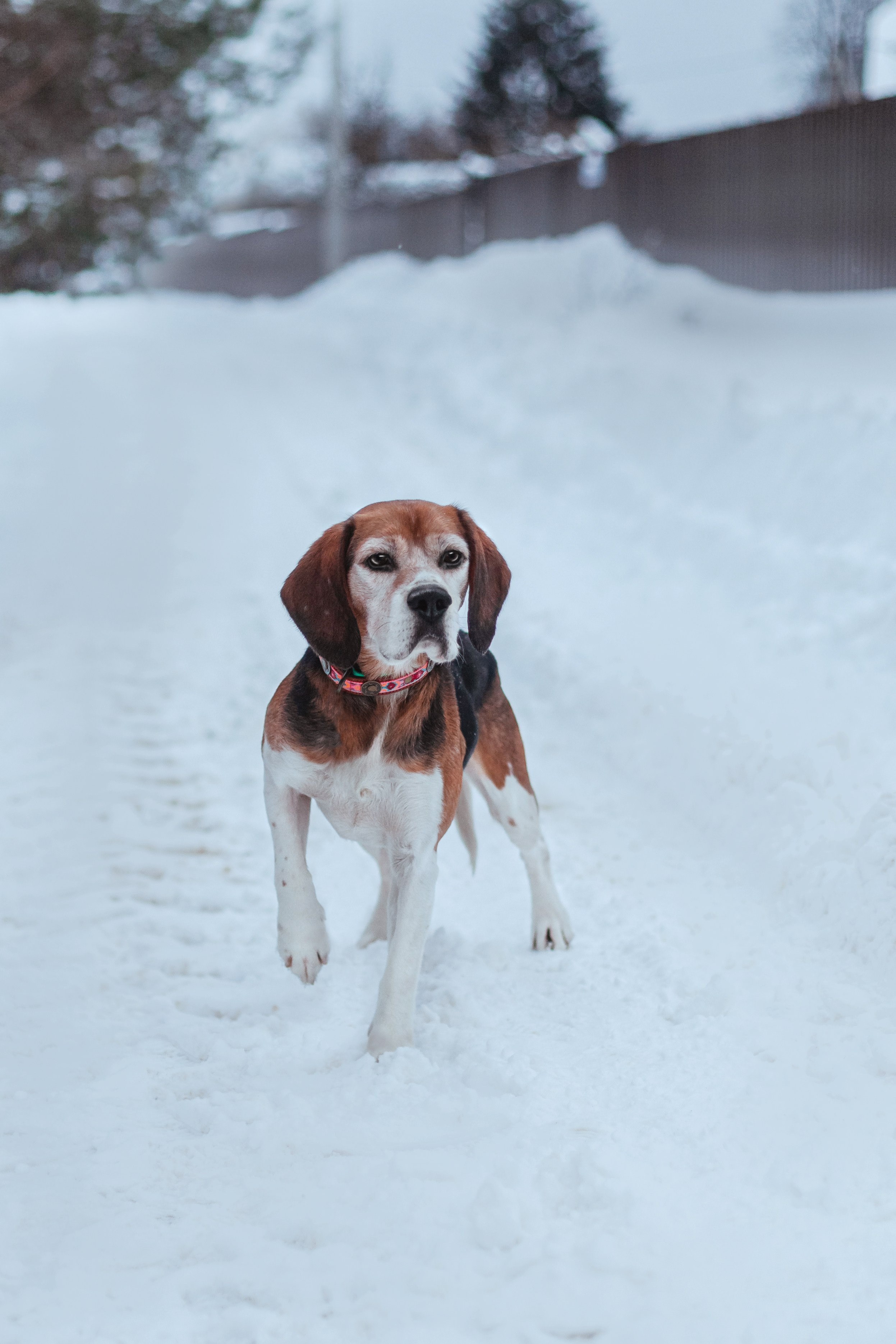 Дом для Биглей 2023. Фотограф-анималист Татьяна Степанова