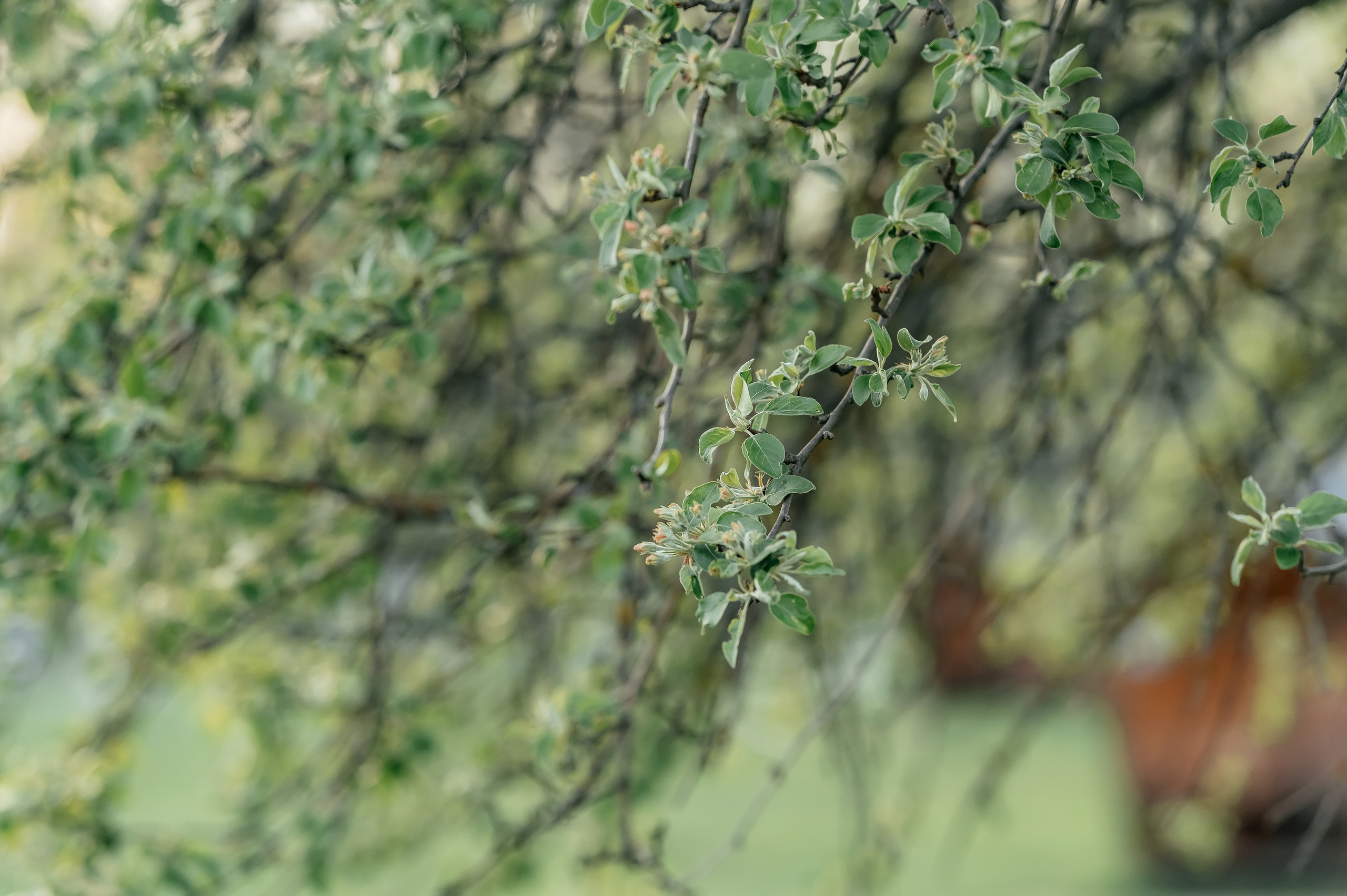 Аня + Дима, Гребнево. Свадебный и семейный фотограф Виктория Носачёва. Щелково, Москва и МО