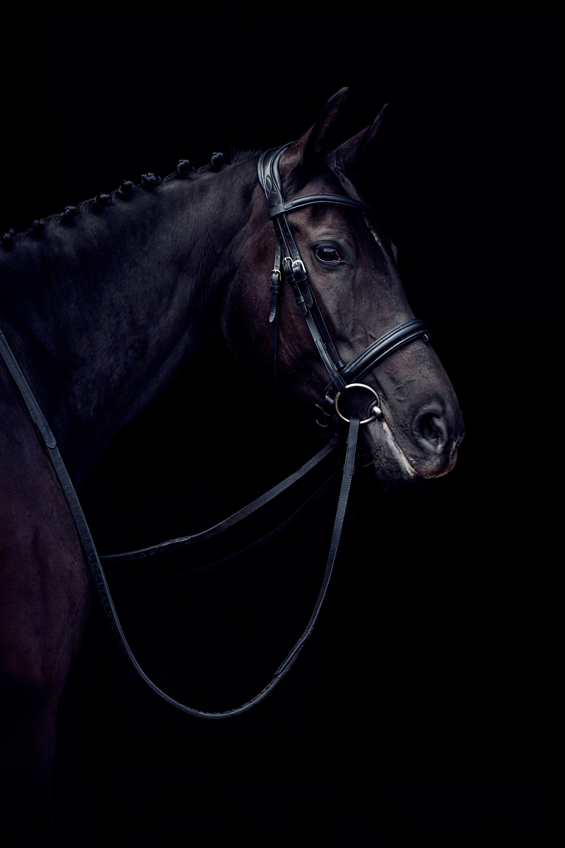 СЪЕМКА ЛОШАДЕЙ. Конный фотограф в Красноярске — Любовь Похабова