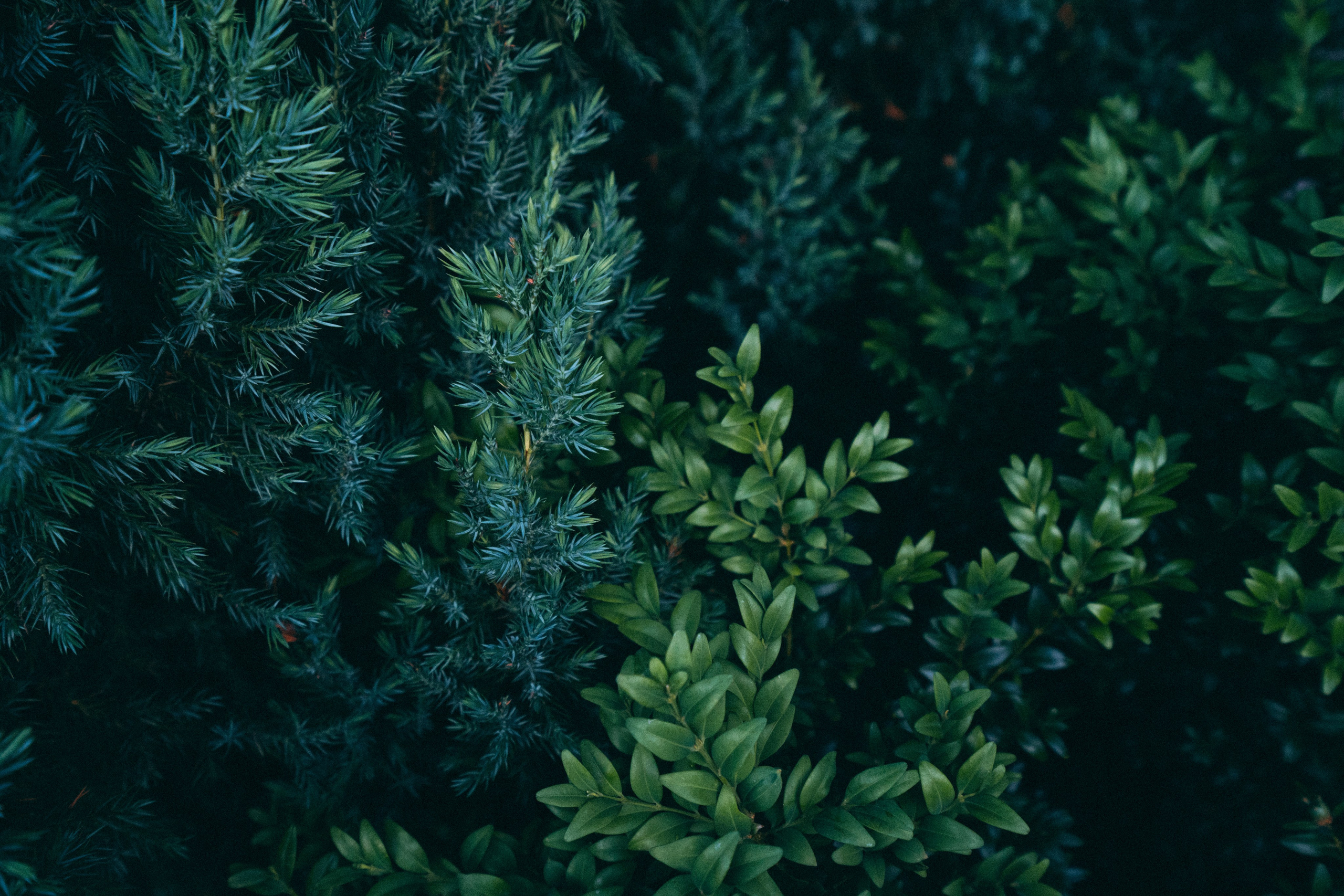 Белгород. Фотограф Алиса Аспер