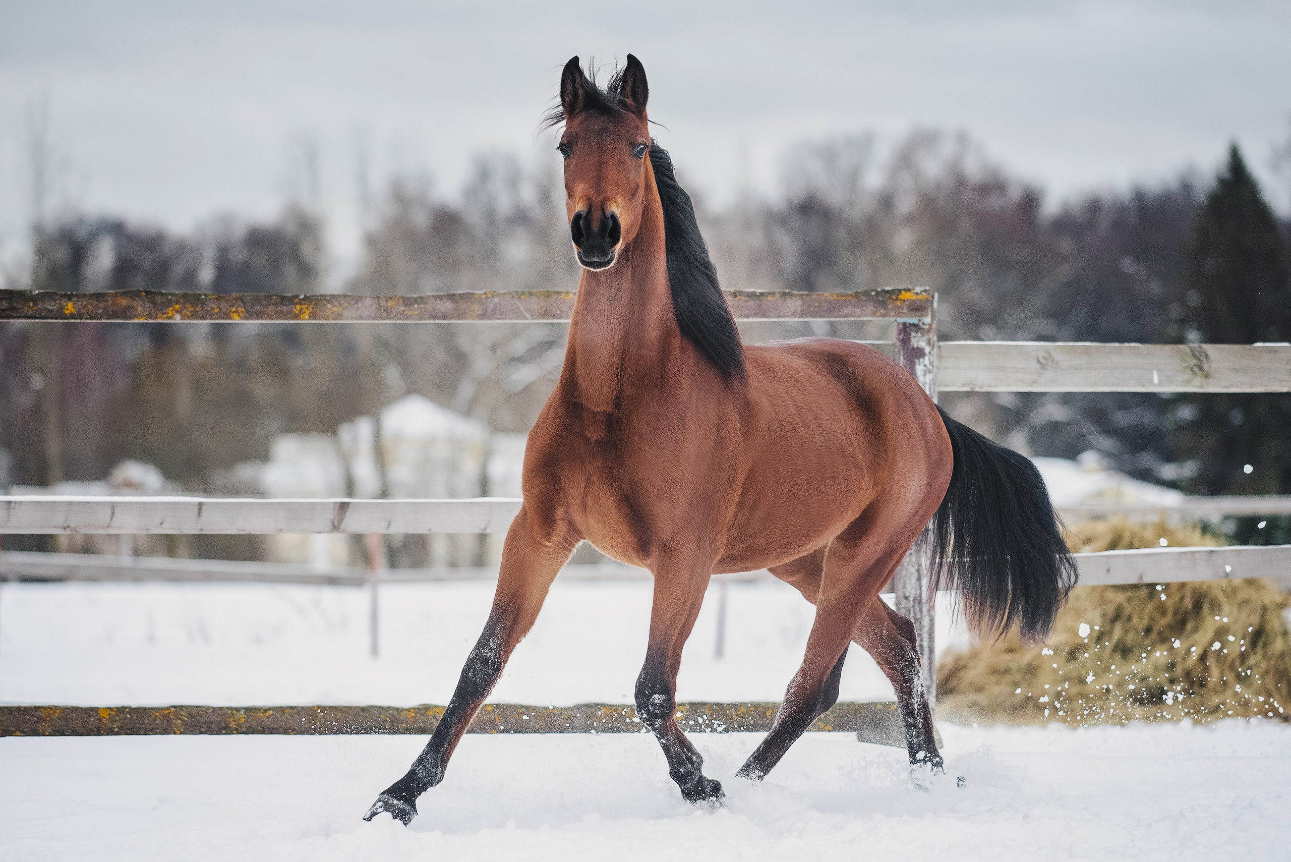 Дестини. Куракина Дарья • Конный фотограф