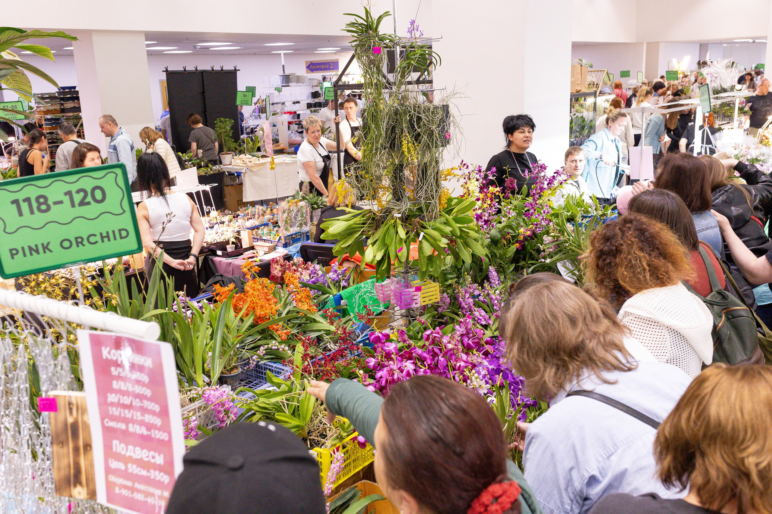 Орхидиум май 2025. Александра Куликова фотограф, Москва