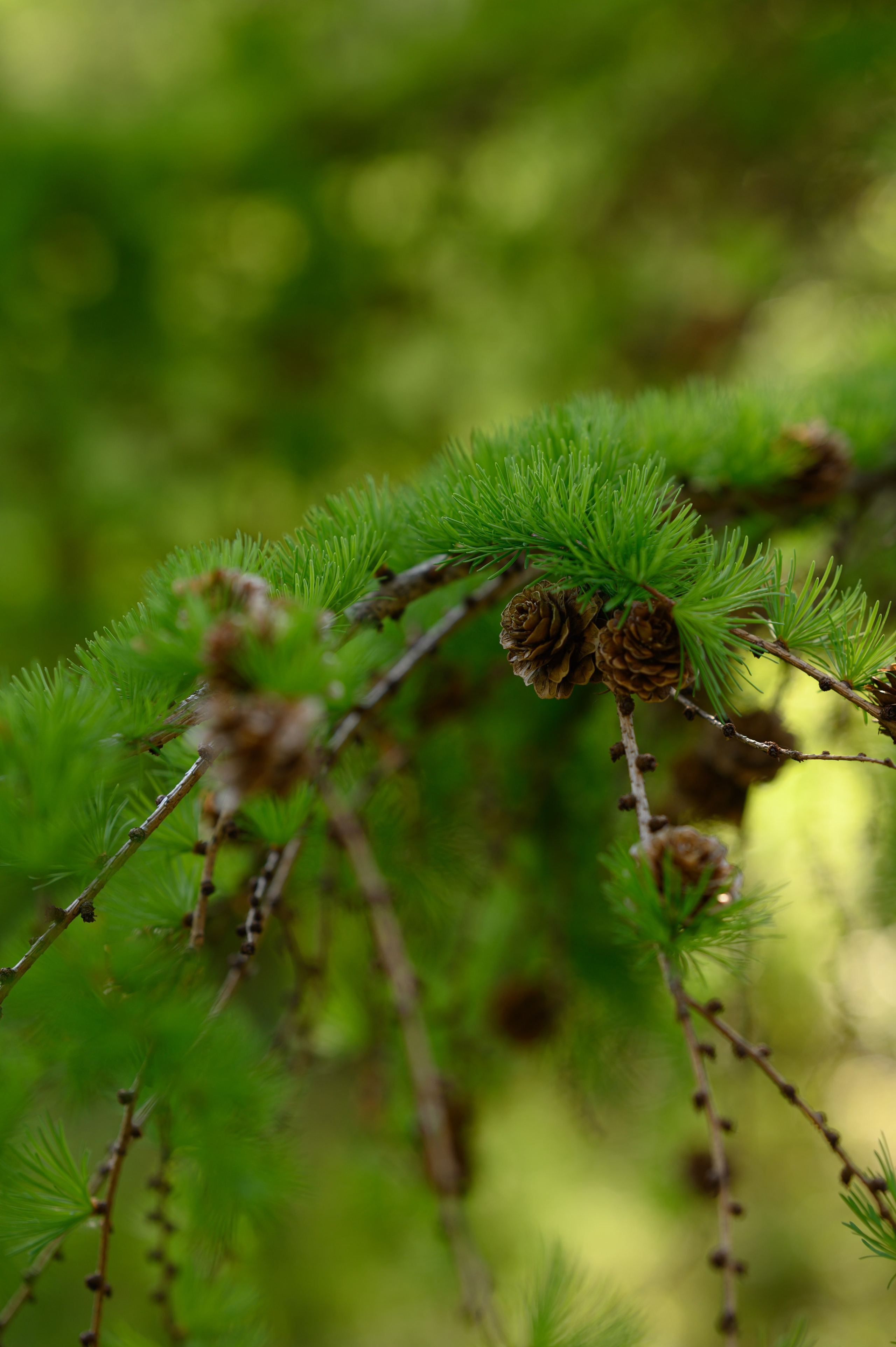 Юбилейный вечер в кругу родных. Семейный, свадебный и репортажный фотограф в Москве Анастасия Светлова