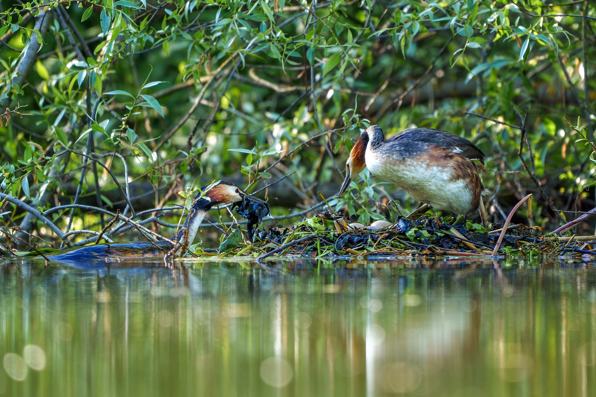 Удивительные мир птиц. Вокруг нас столько прекрасного — присмотритесь!. Ваш личный фотограф Марина Волкова