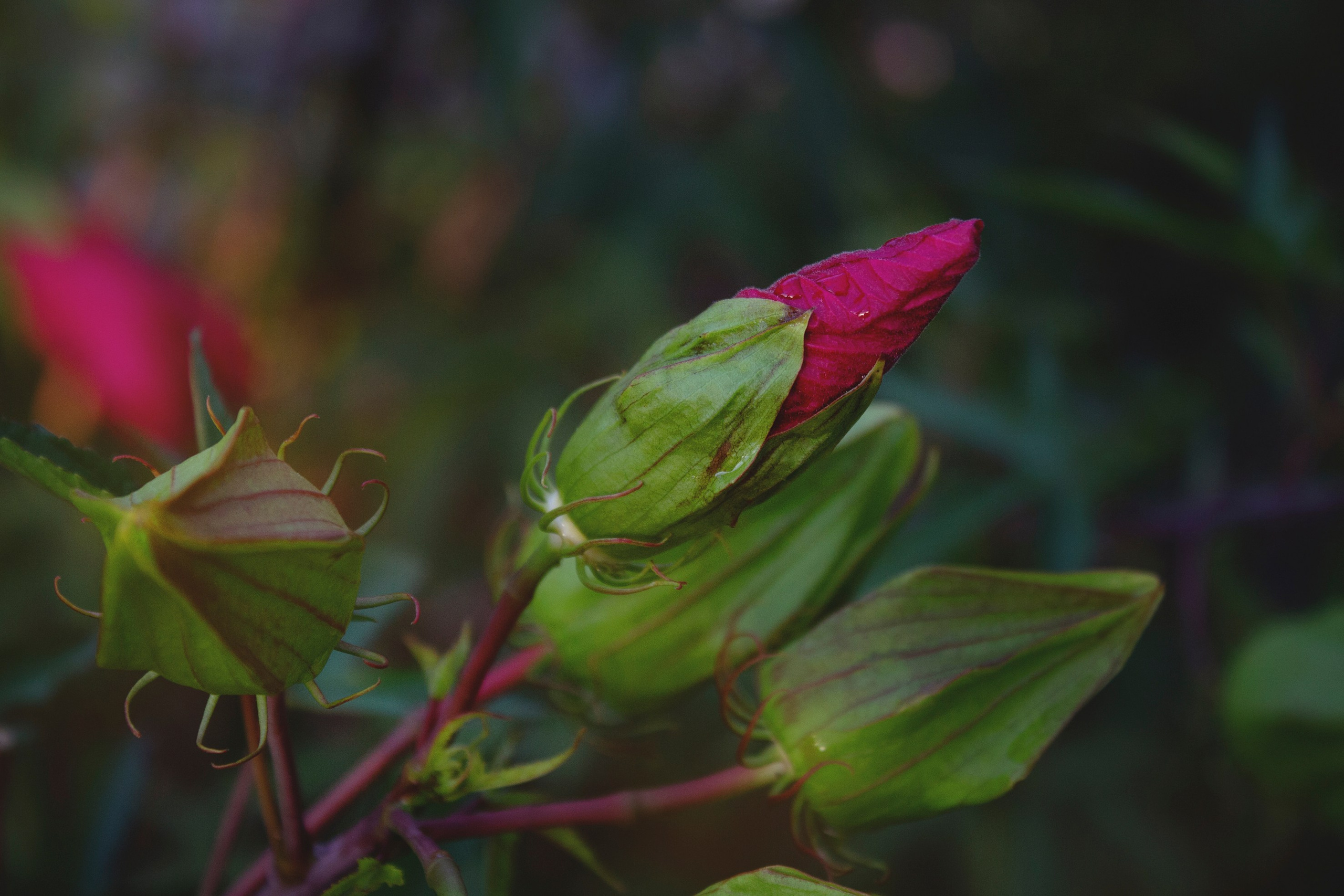 Природа. Команда фотографов Кристины Ивановой