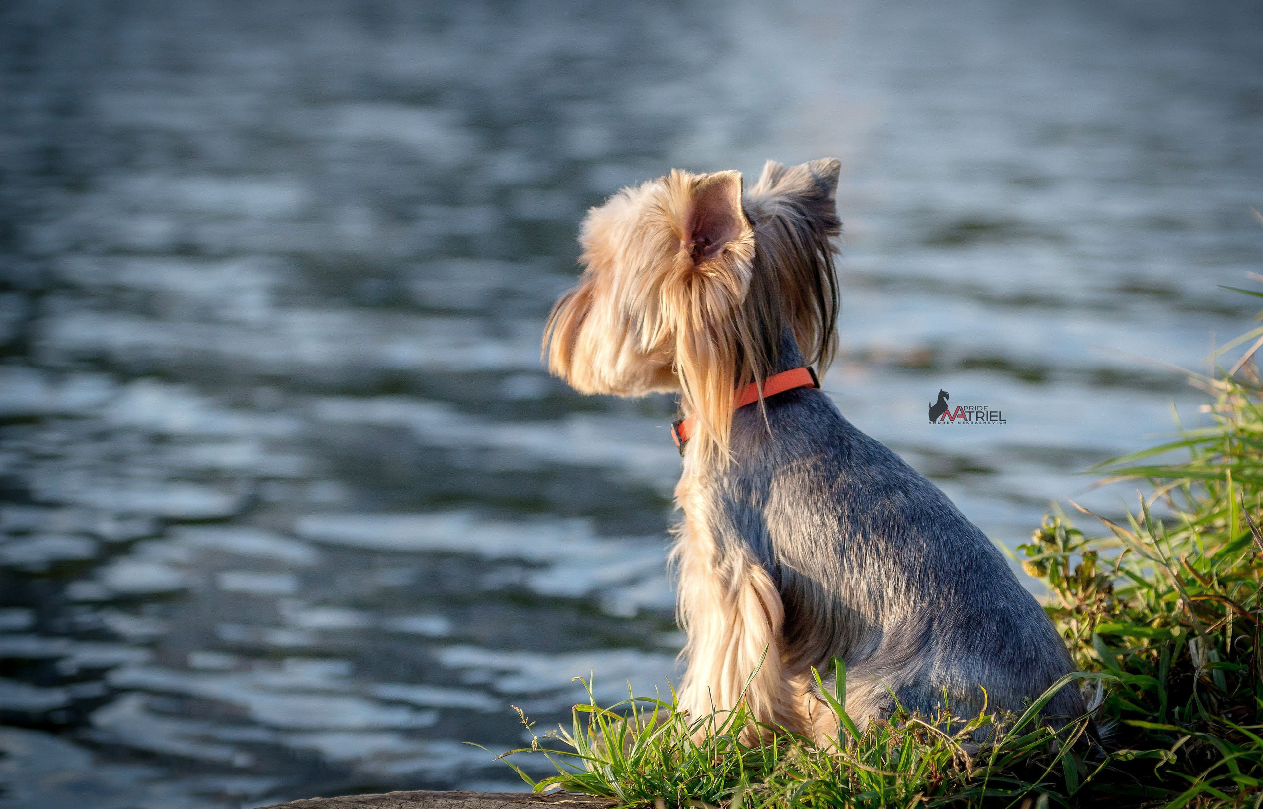 Йоркширский терьер Циля
