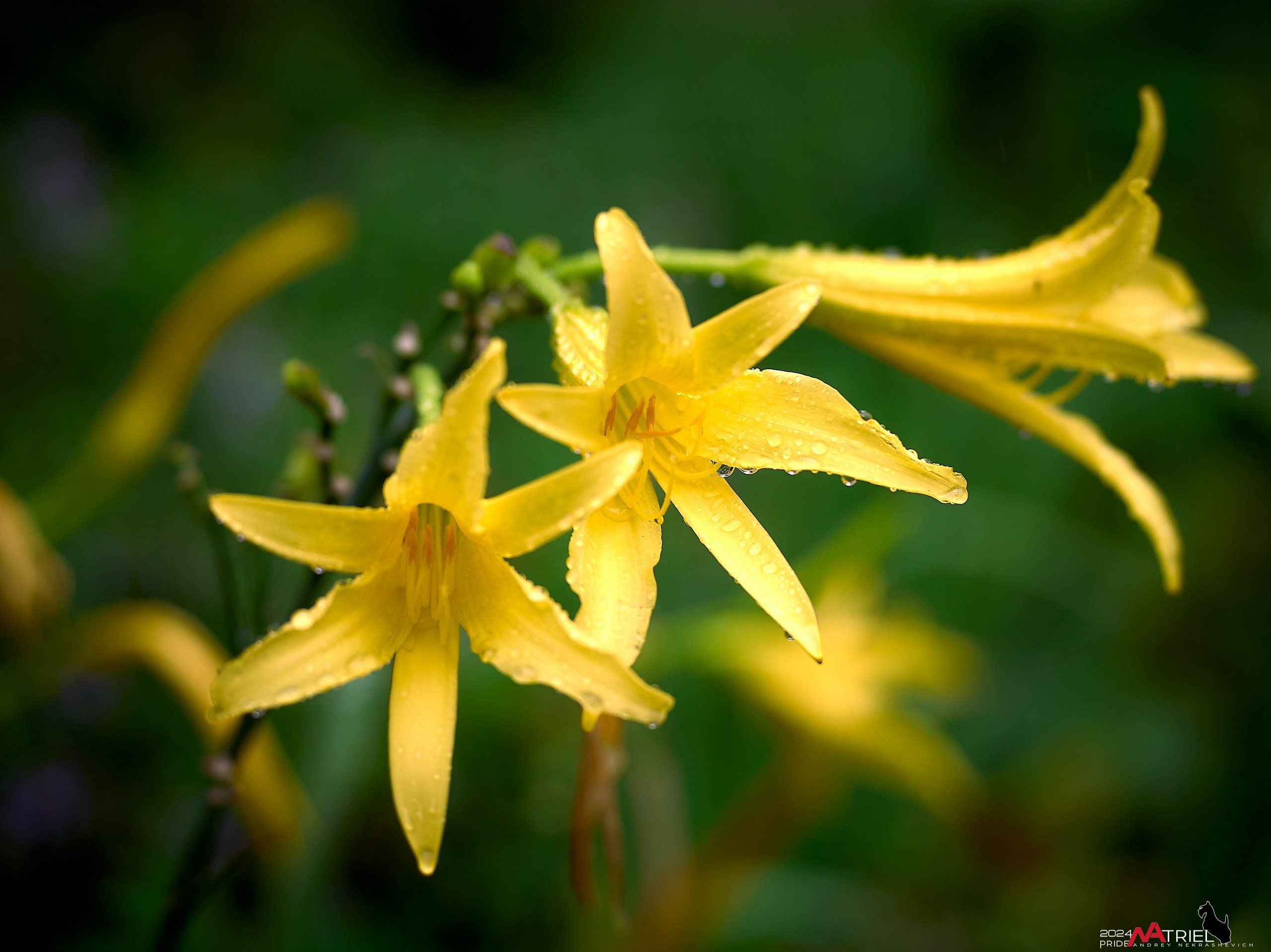 Съемка природы после дождя