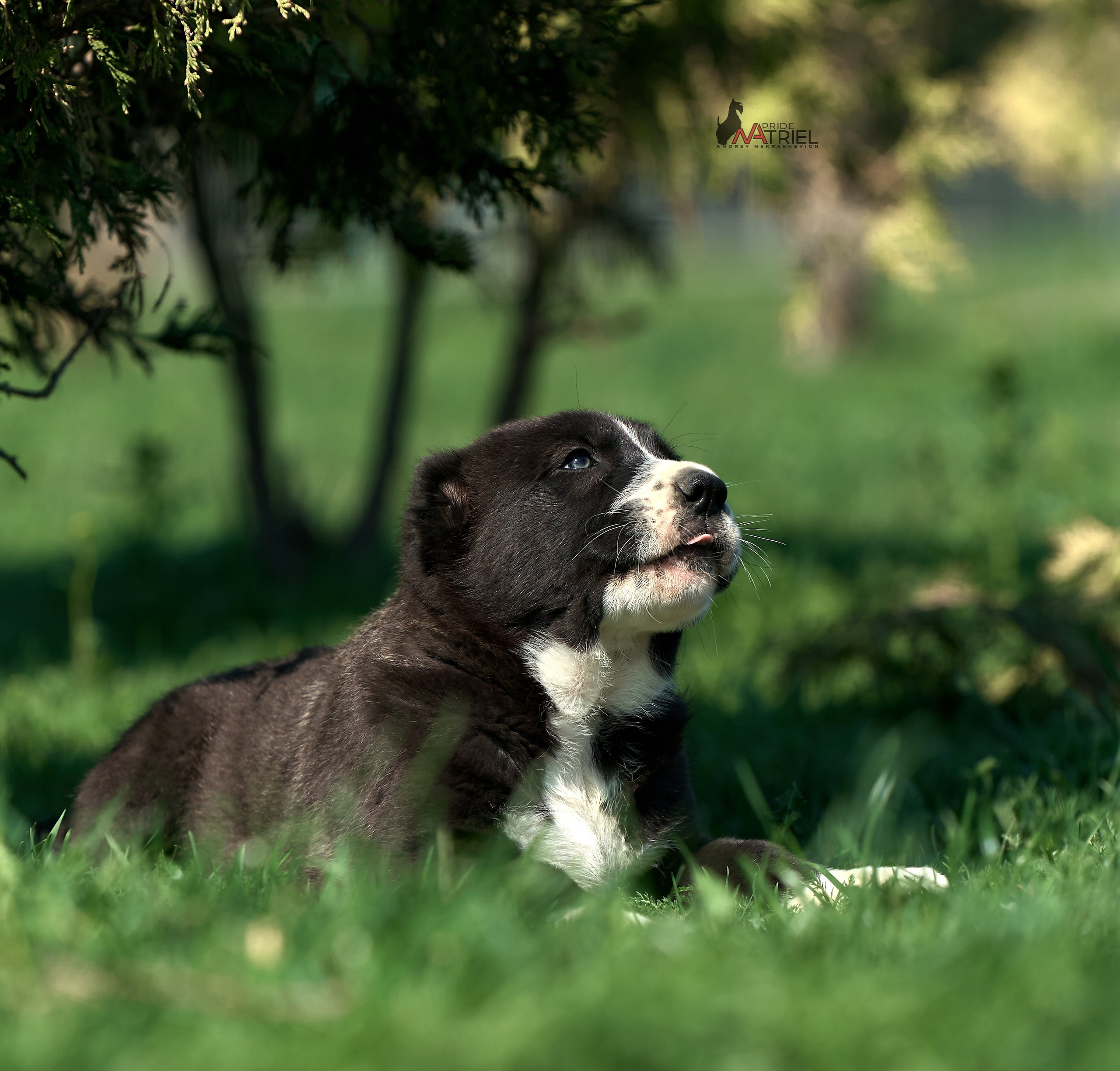 Среднеазиаты — щенки и взрослые