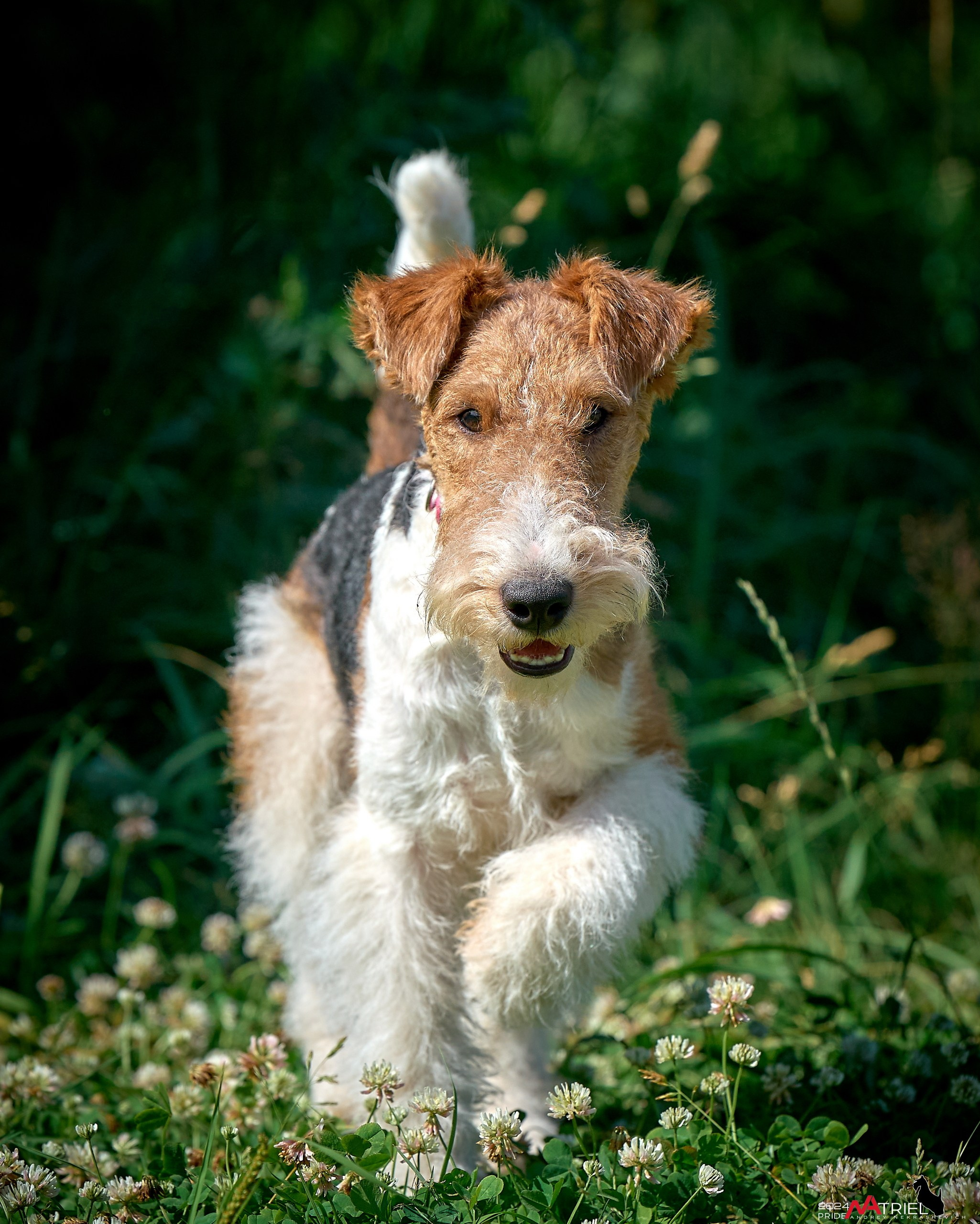 Репортаж из кинологического лагеря