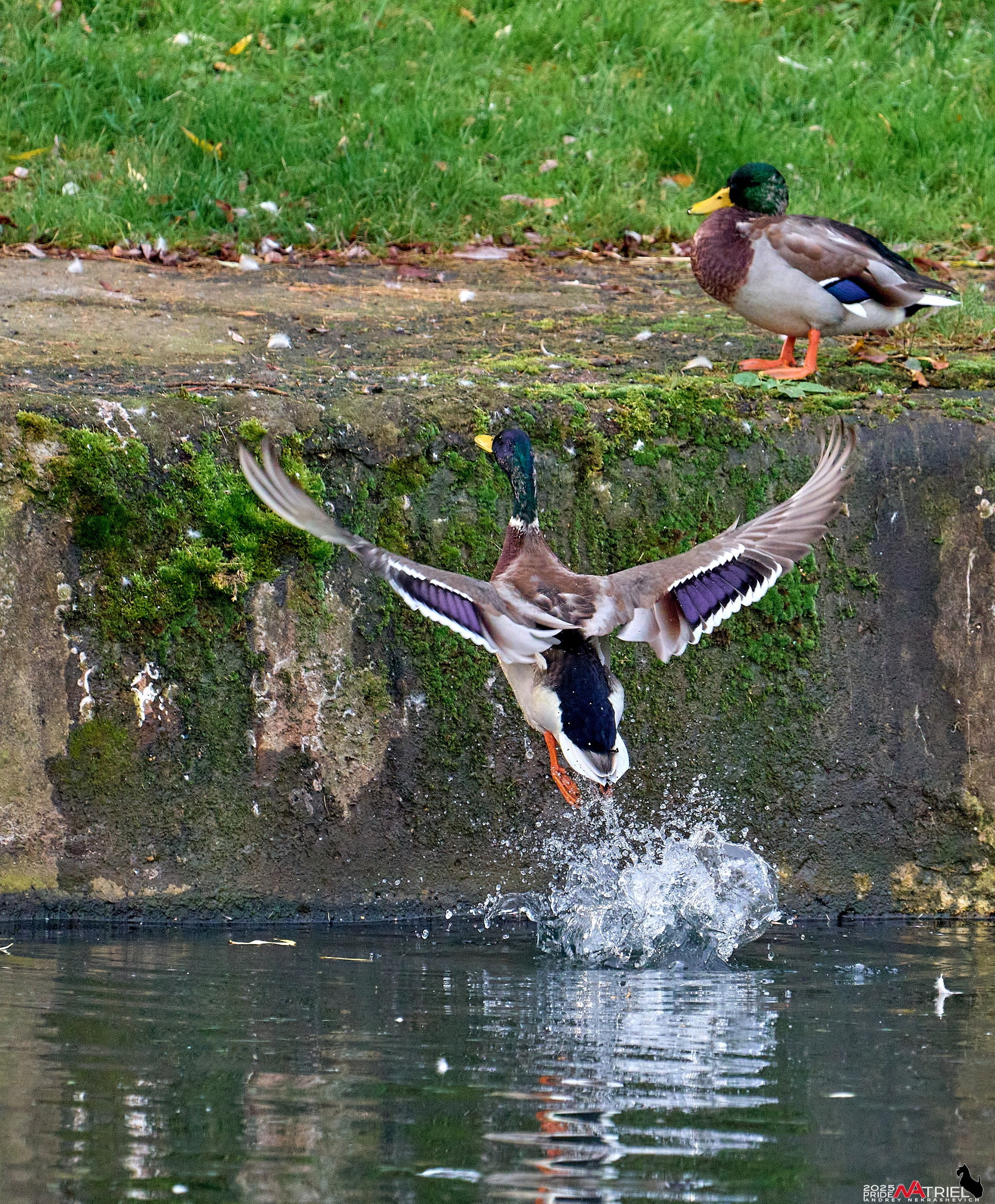 Съемка с объективом Sony 200-600 на камеру Sony A1m2