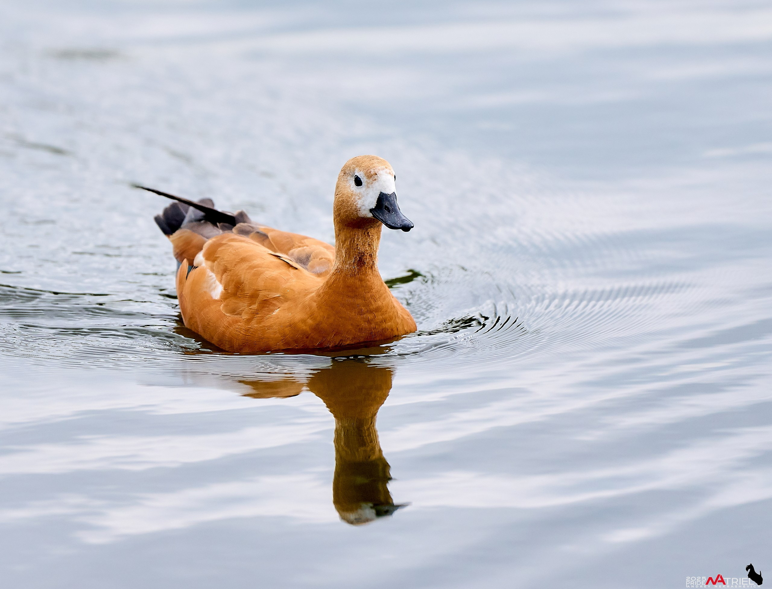 Утки на пруду