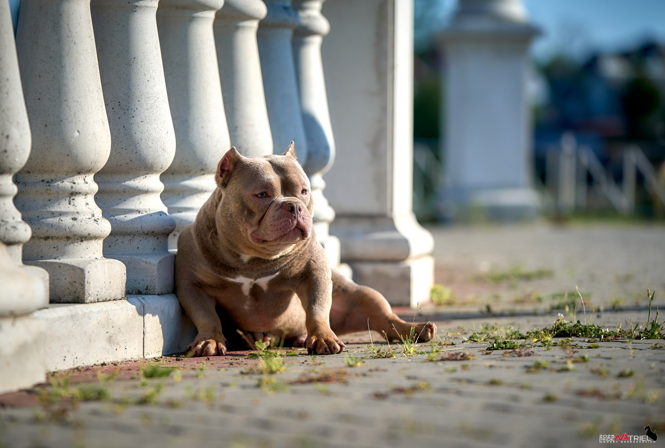 Съемка собак породы булли на природе