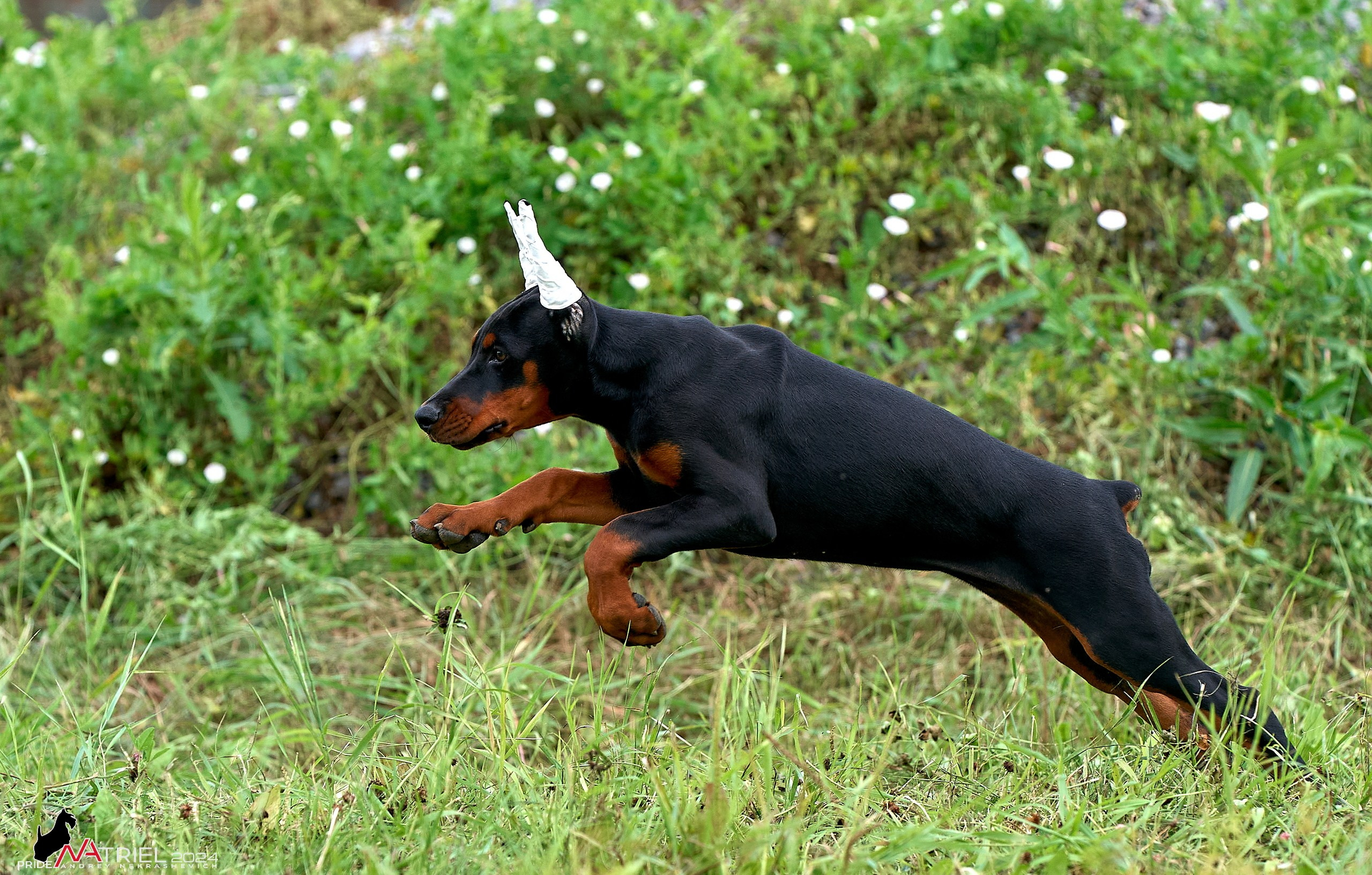 Съемка щенков доберманы