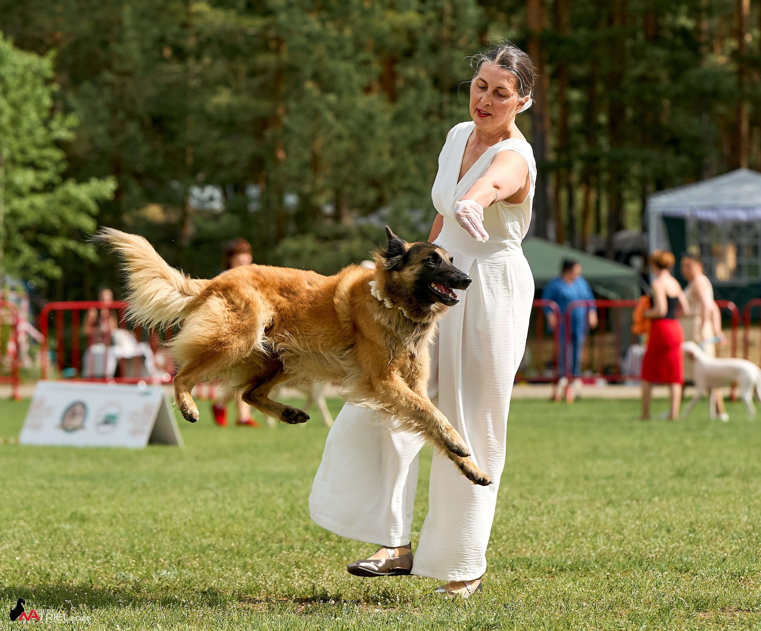 Выставка собак Суздаль-Владимир