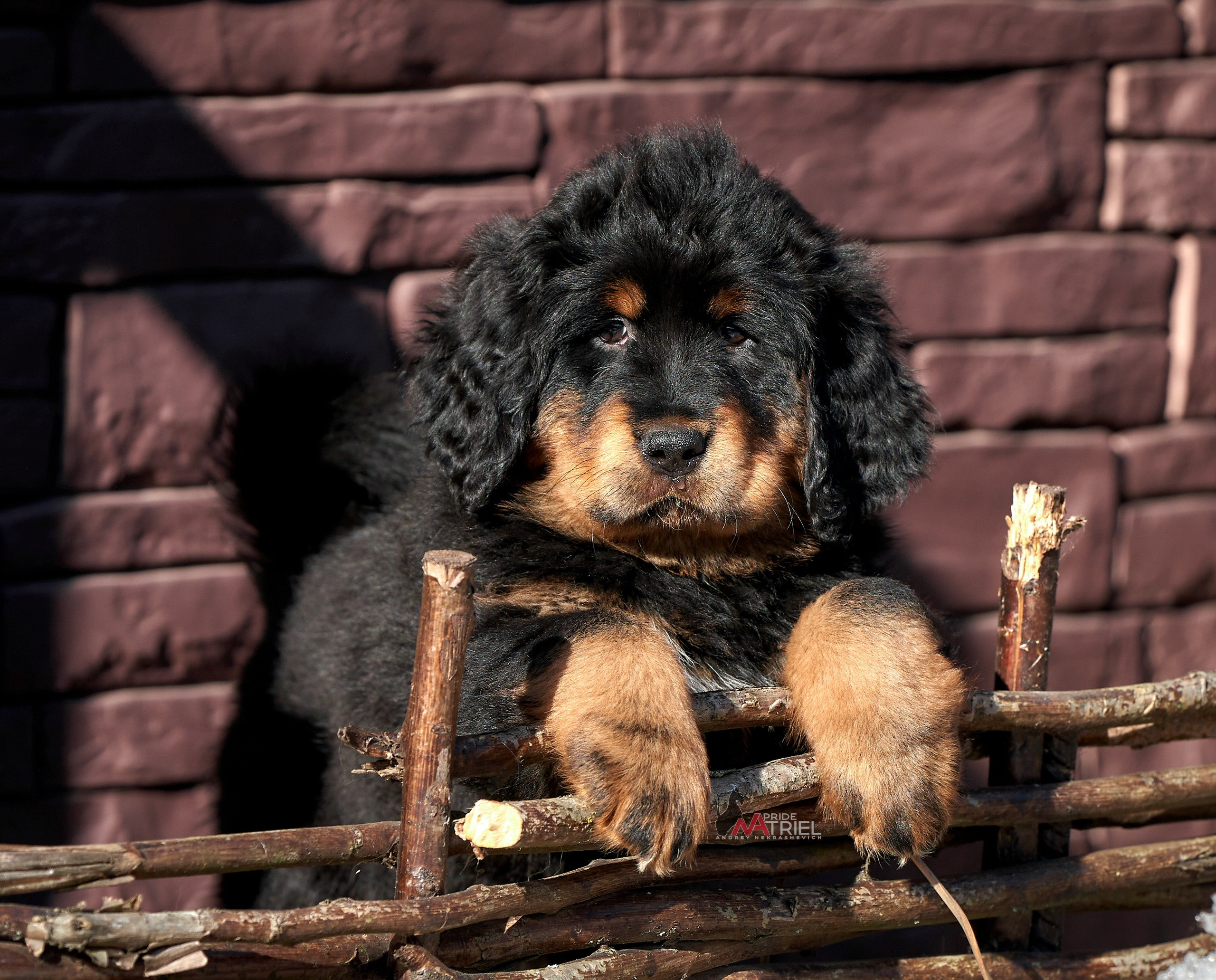 Щенки на прогулке — галерея NATRIEL