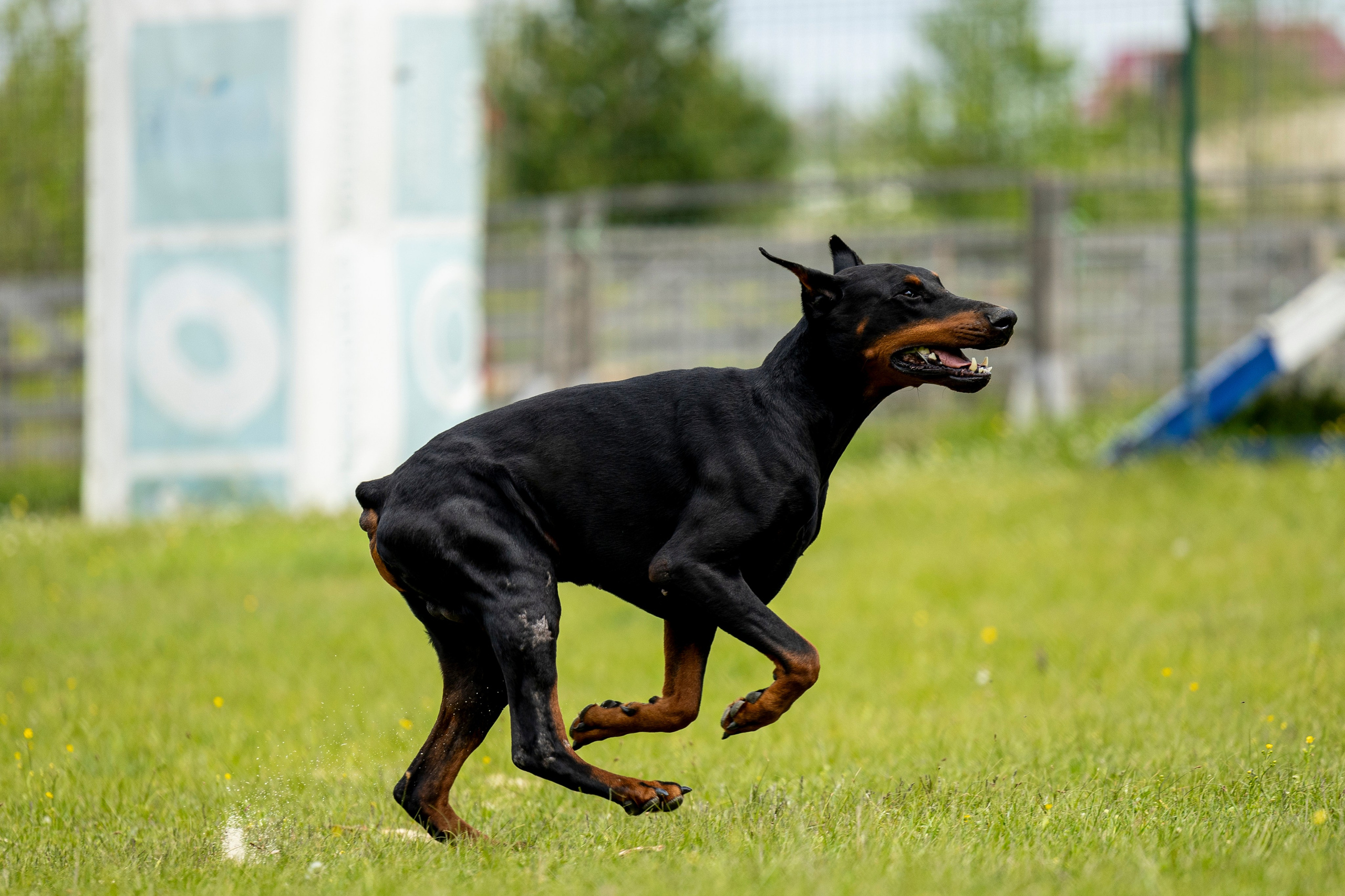 Испытания по мондьорингу в Нижнем Новгороде. Фотограф-анималист Анна Маринич