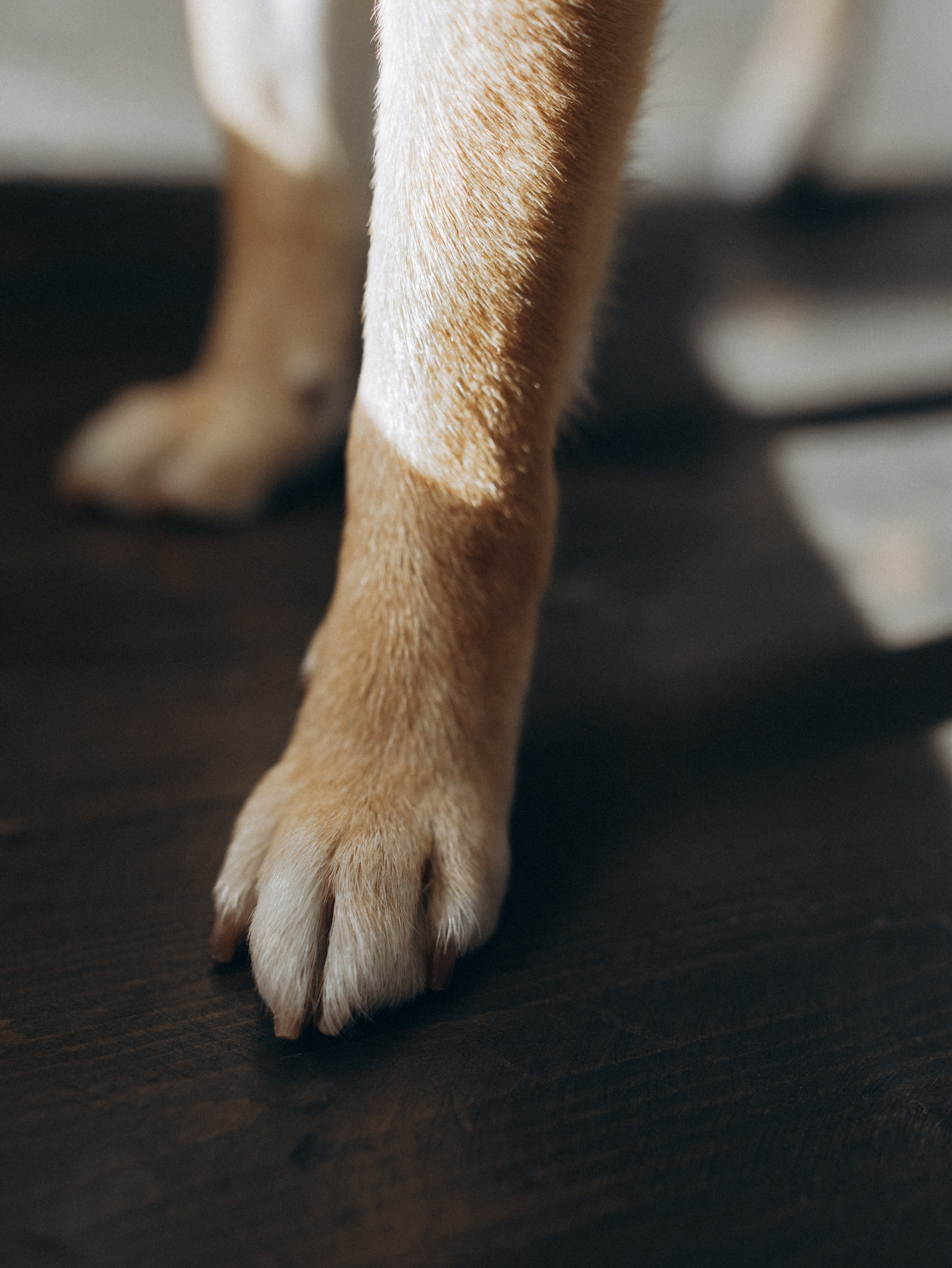 Мика и Настя. Фотограф-анималист в Москве Кириллова Татьяна