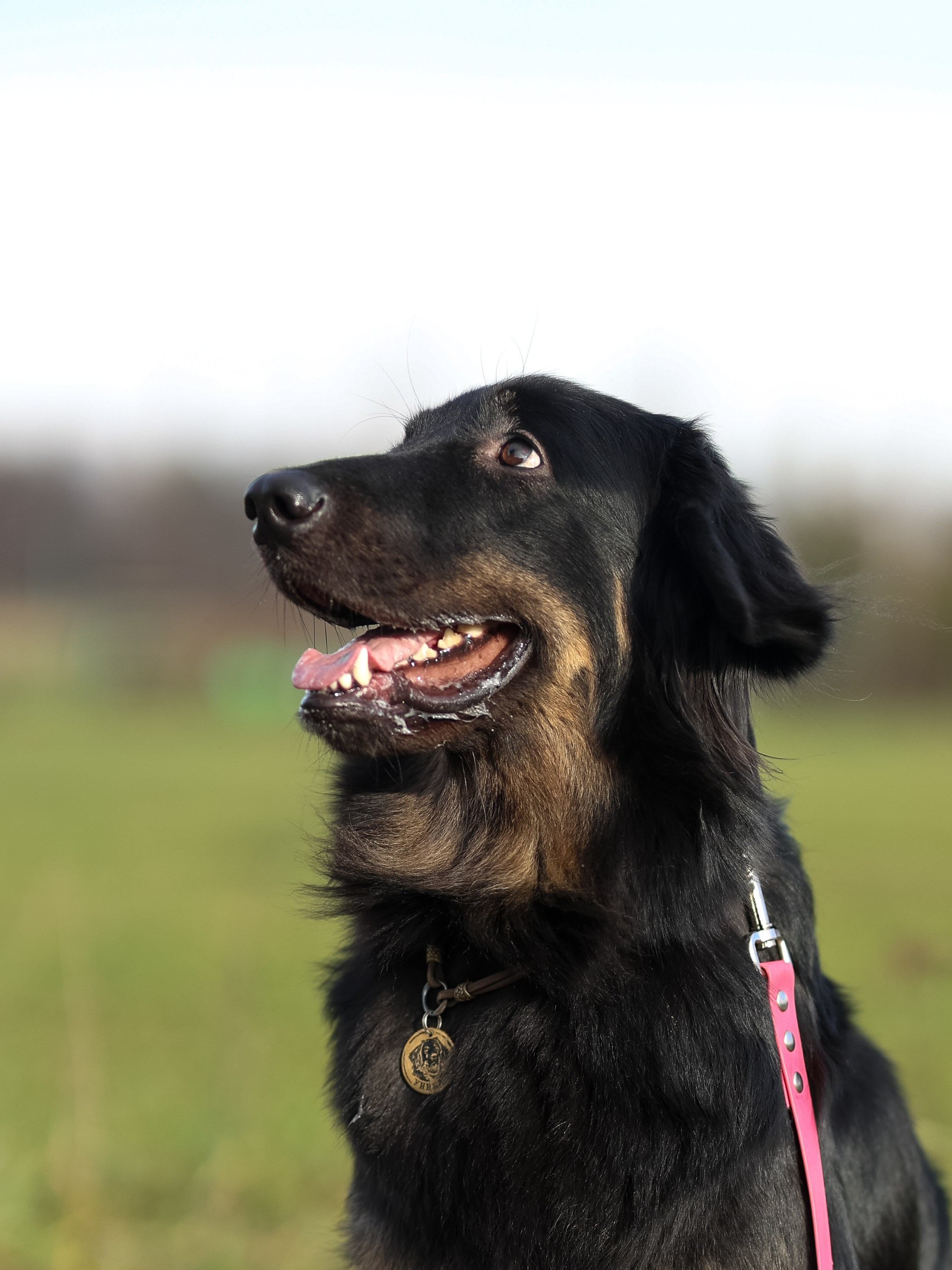 Соревнования BH. Фотограф-анималист в Москве Кириллова Татьяна