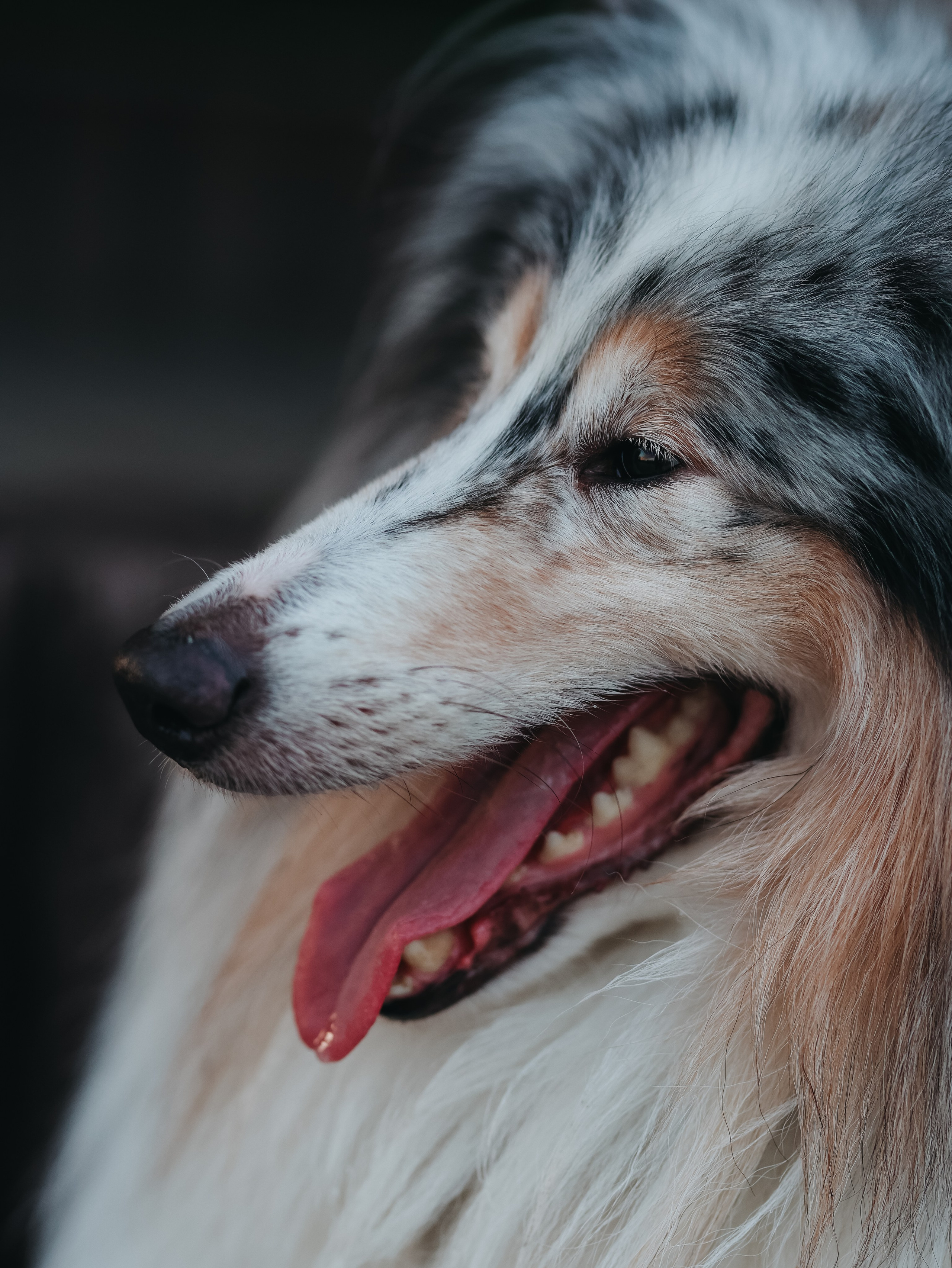 Гранд и Инга. Фотограф-анималист в Москве Кириллова Татьяна