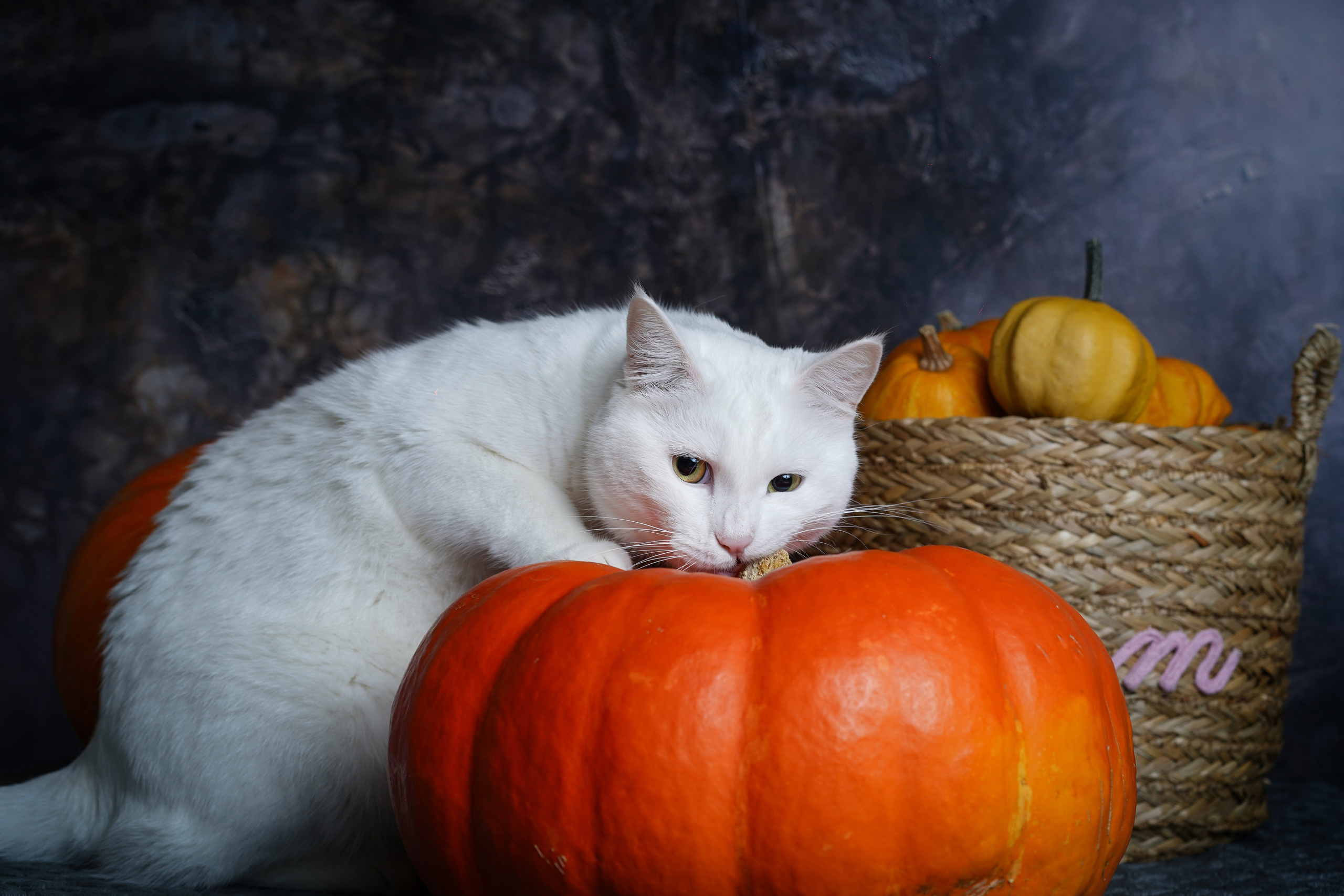 Маффин и Хэллоуин. Фотограф-анималист в Санкт-Петербурге Яна Мартынова